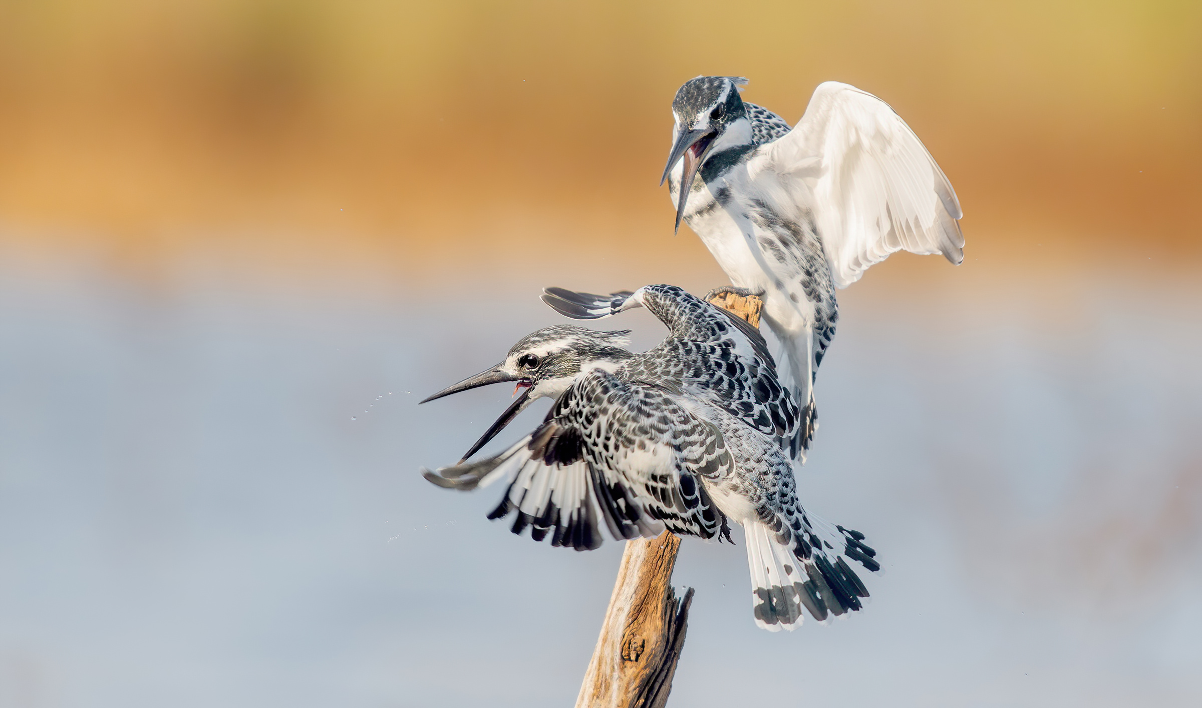 Martin pescatore magico - disputa 4