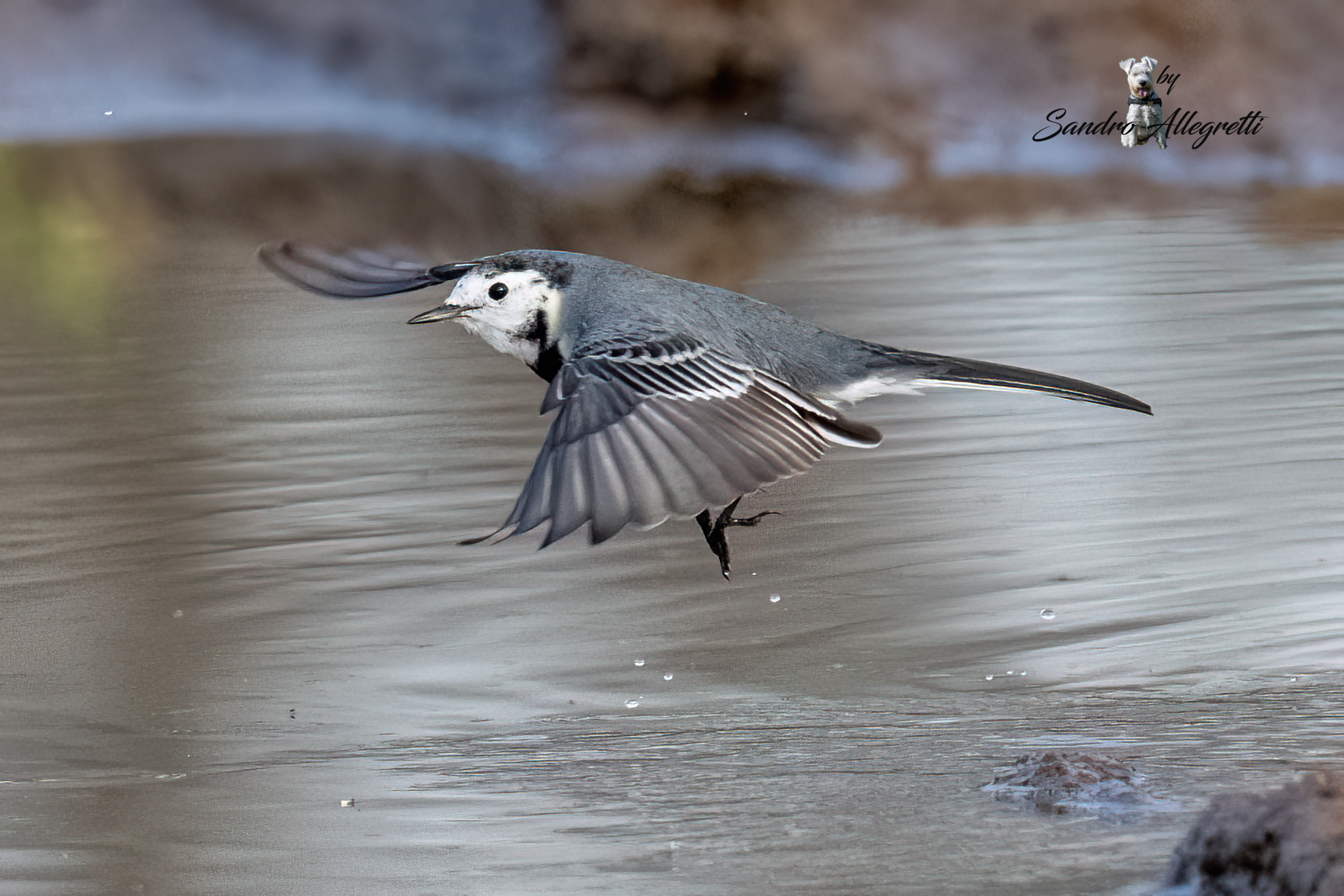 La ballerina bianca (motacilla alba)