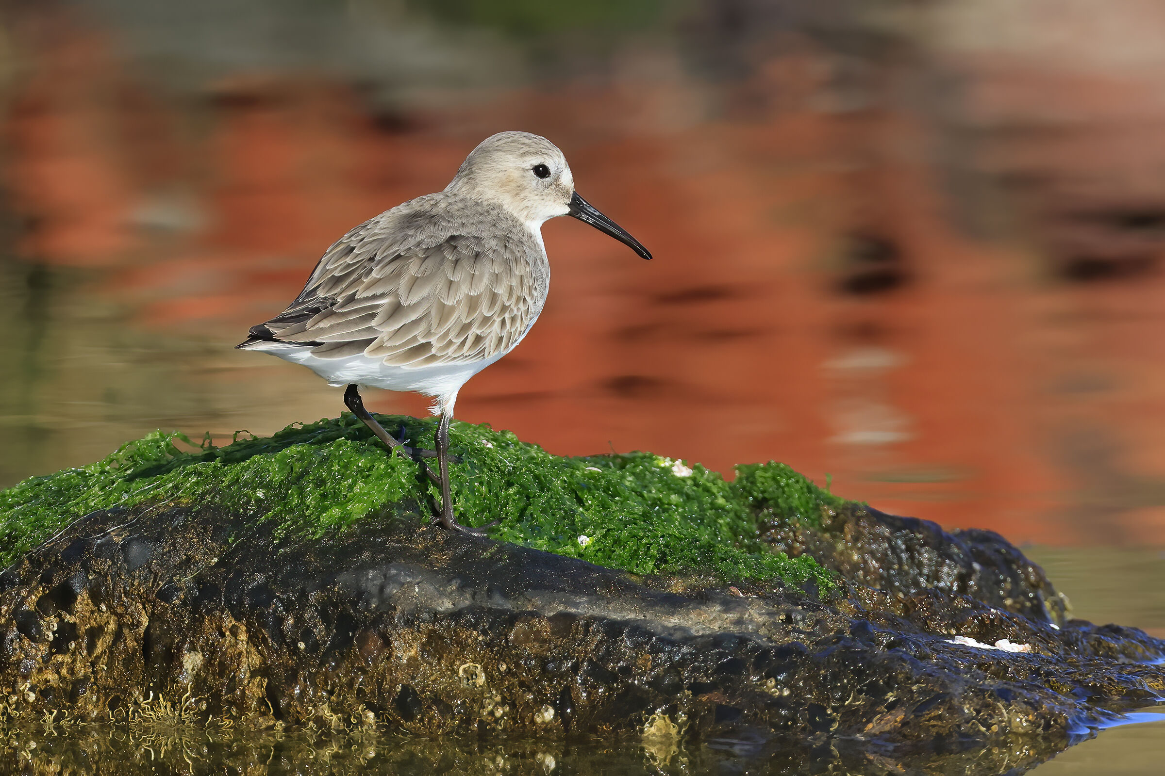 Dunlin