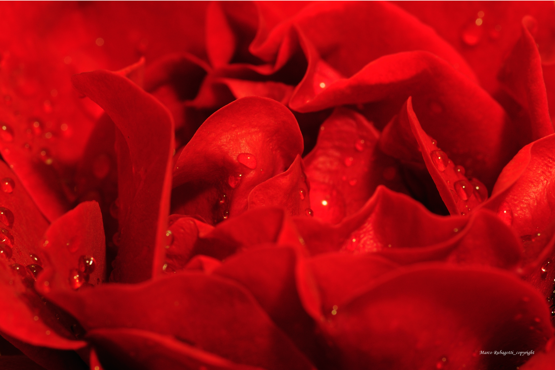 Rosa con Gocce - Dettaglio