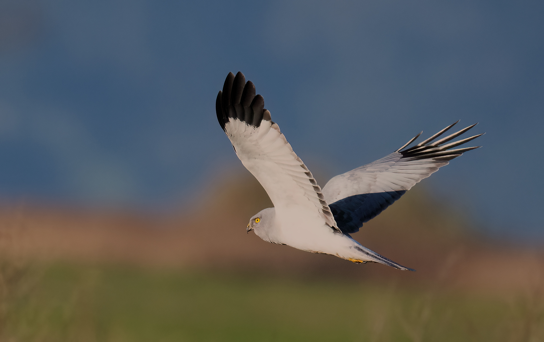 albanella reale   (maschio)