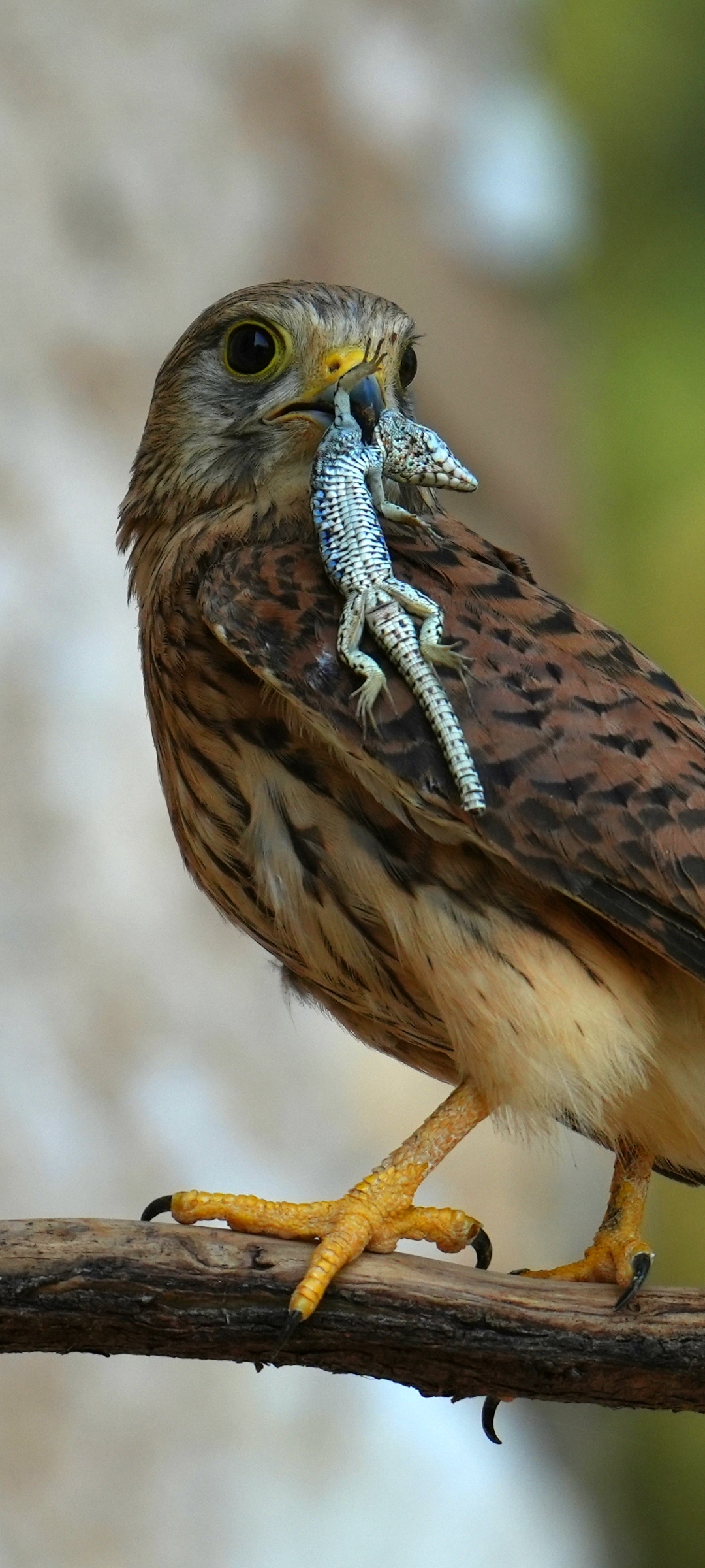 Kestrel and baby food