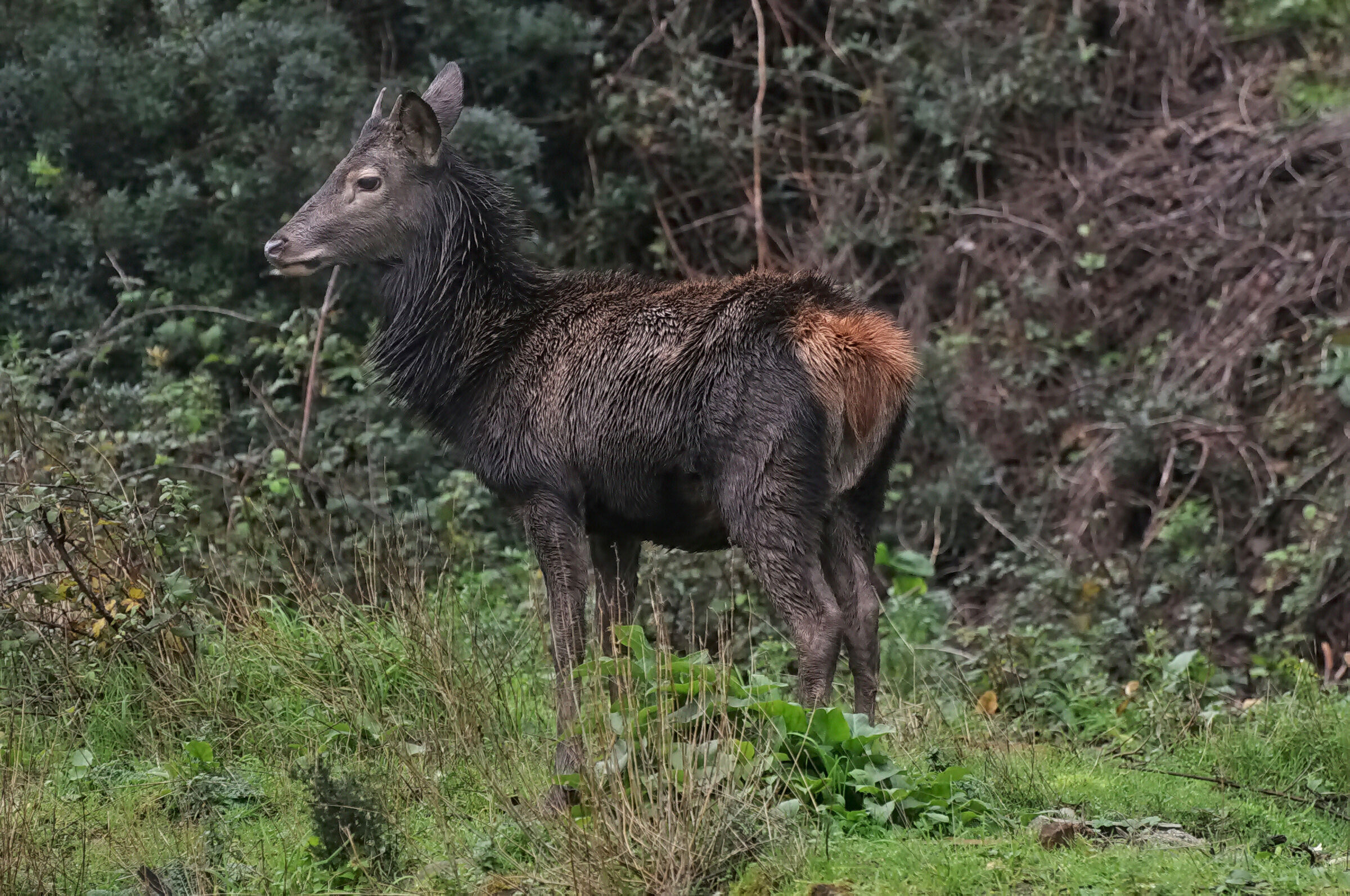 Young Sardinian deer (fusone) with winter coat