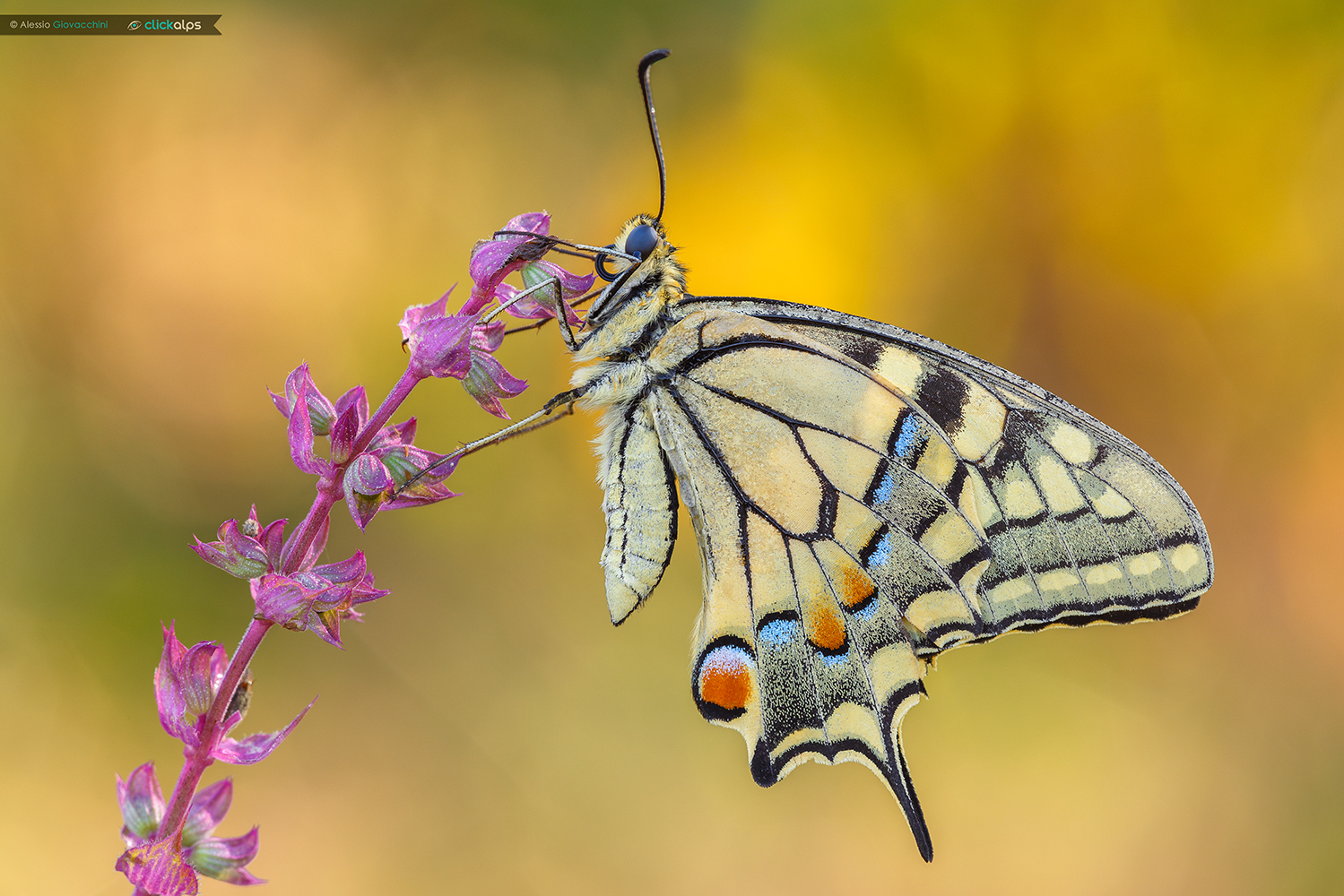 Papilio machaon