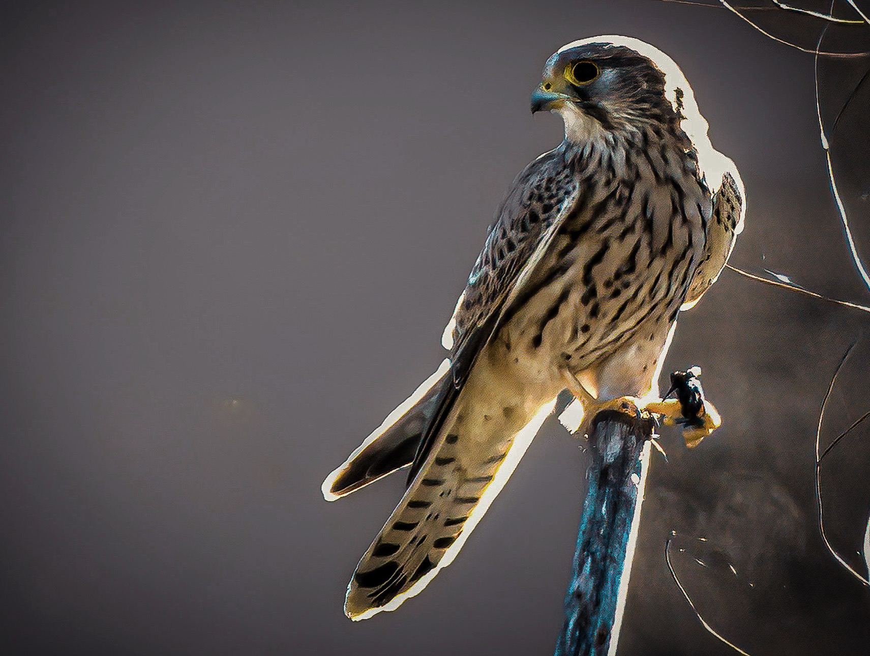 Kestrel with prey