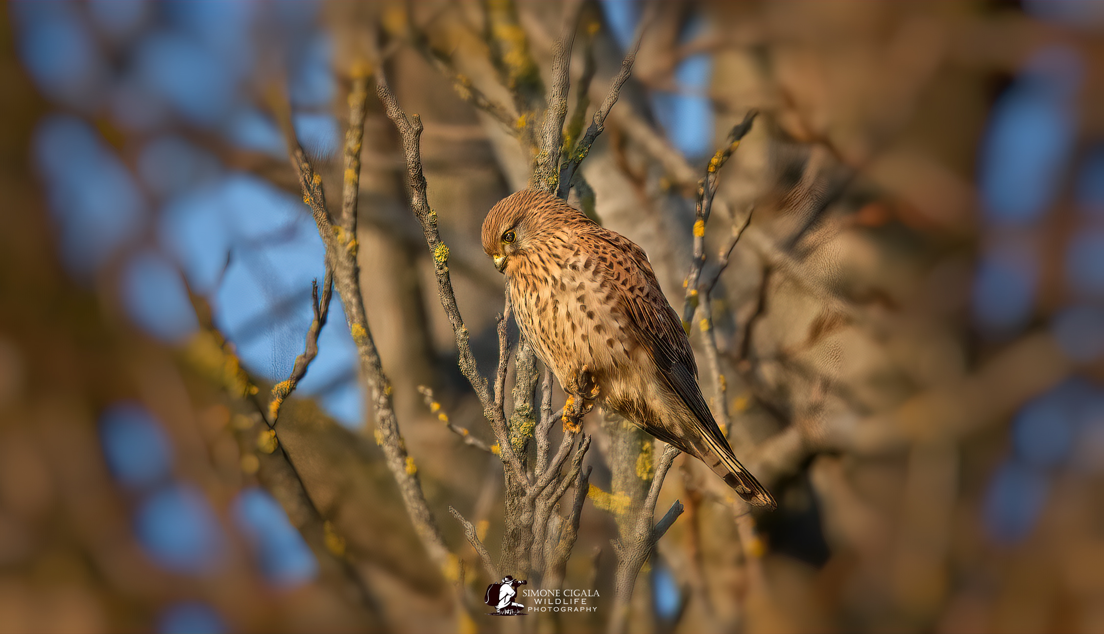 KESTREL at sunset