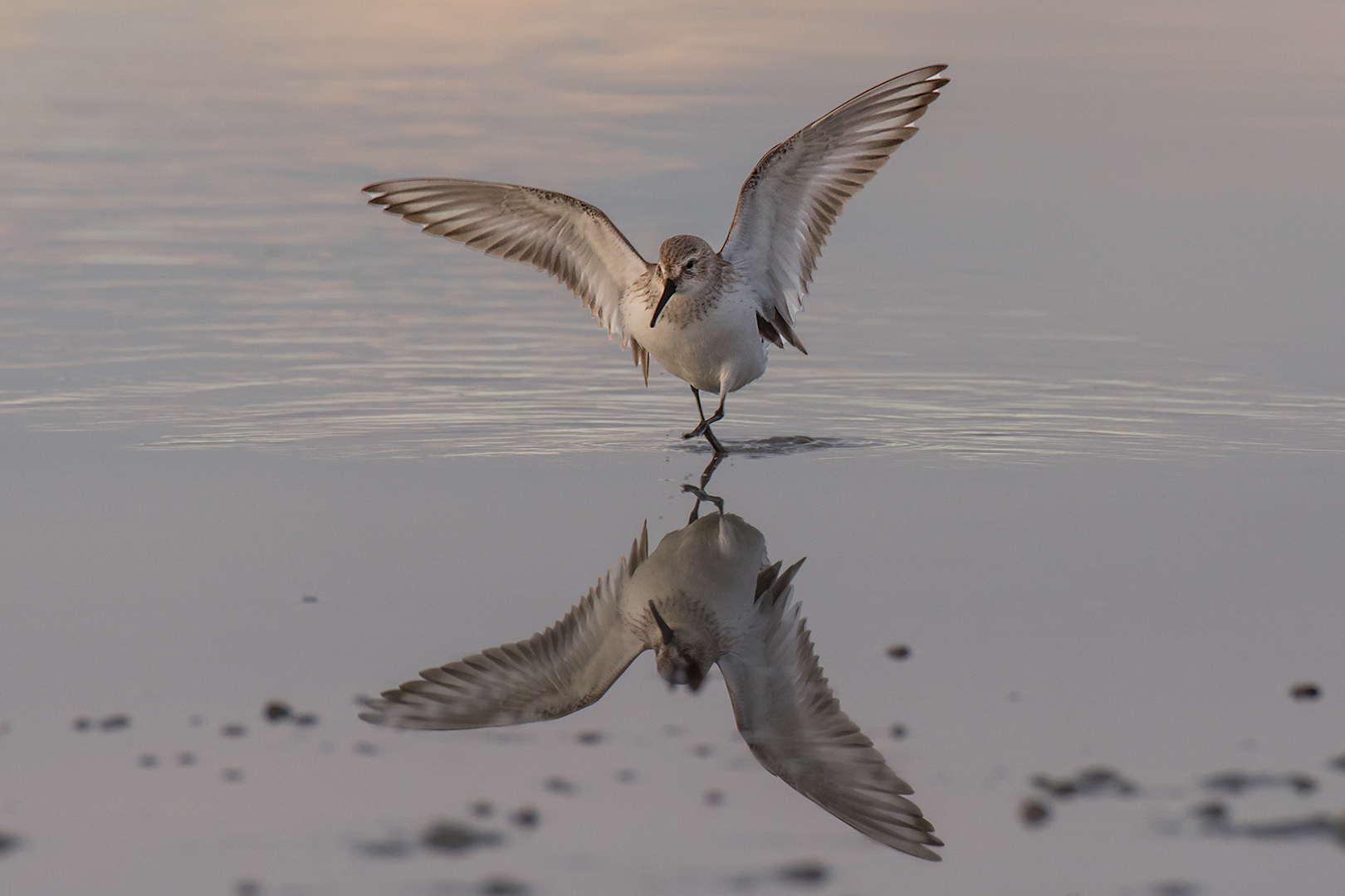 Black-bellied sandpiper on the way