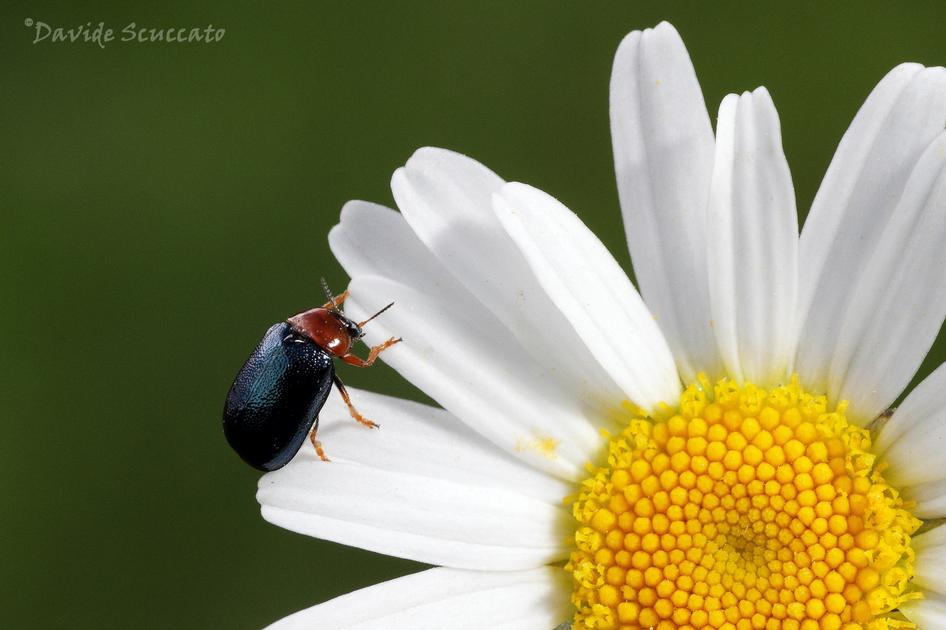 The host of the daisy