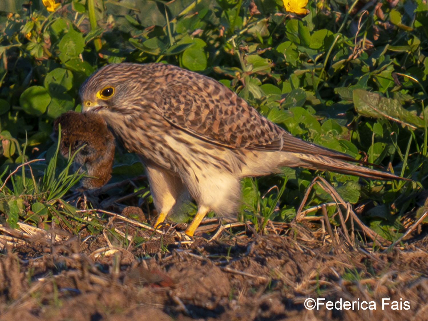 Gheppio (f) con topo
