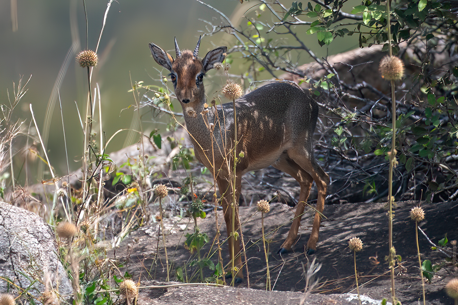 Dik-Dik