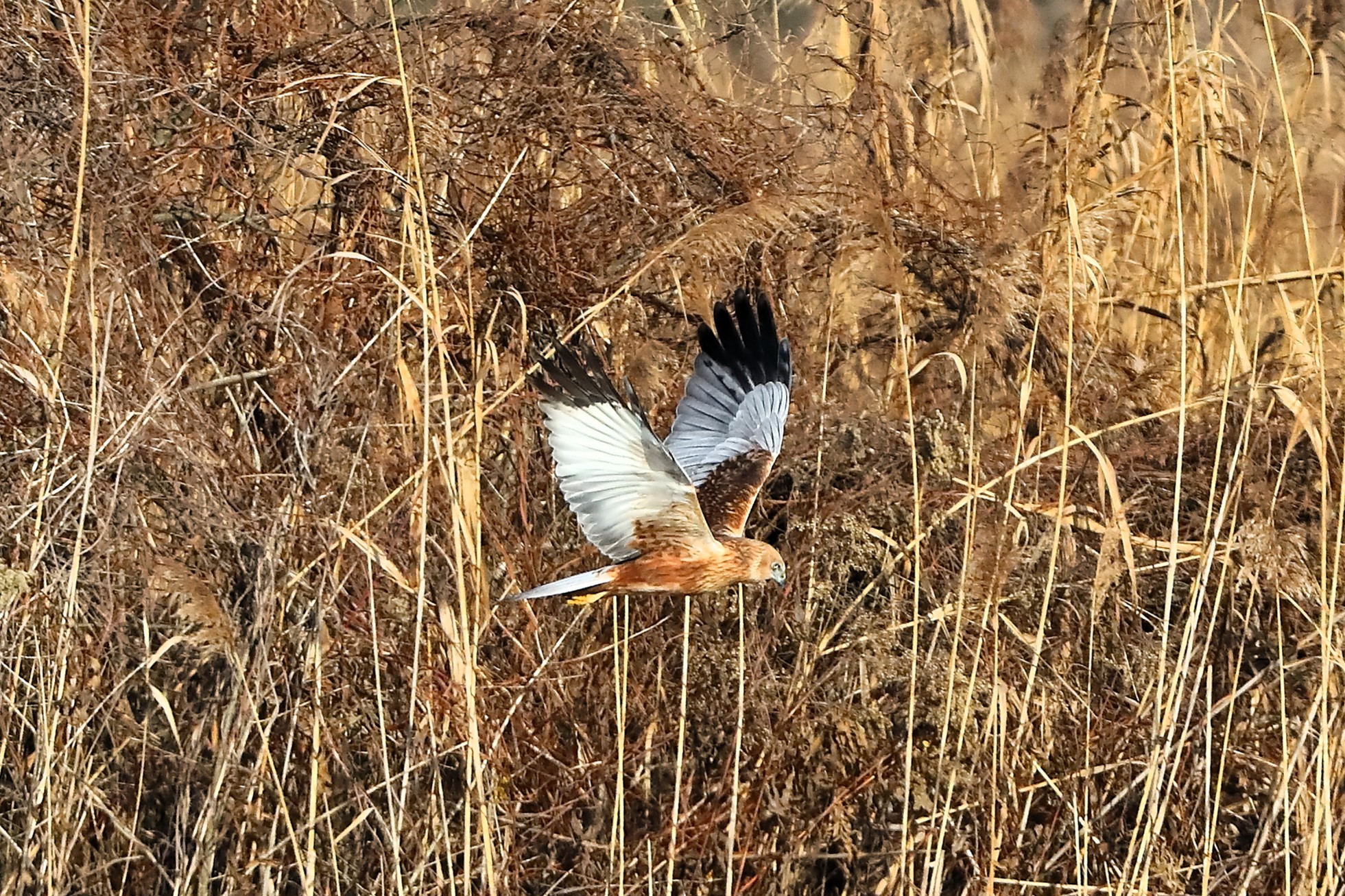 Falco di palude dicembre 2023