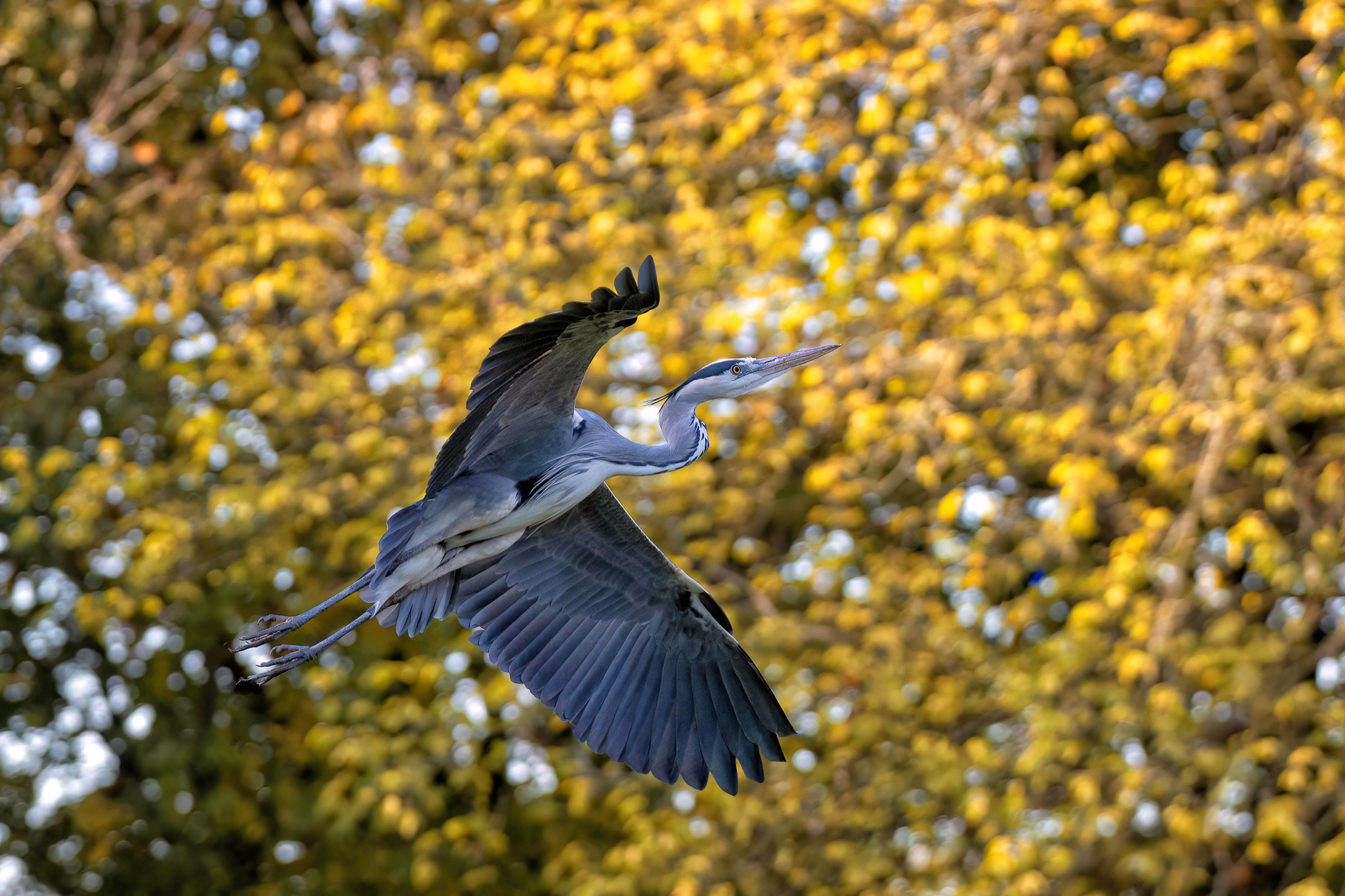Grey Heron and foliage