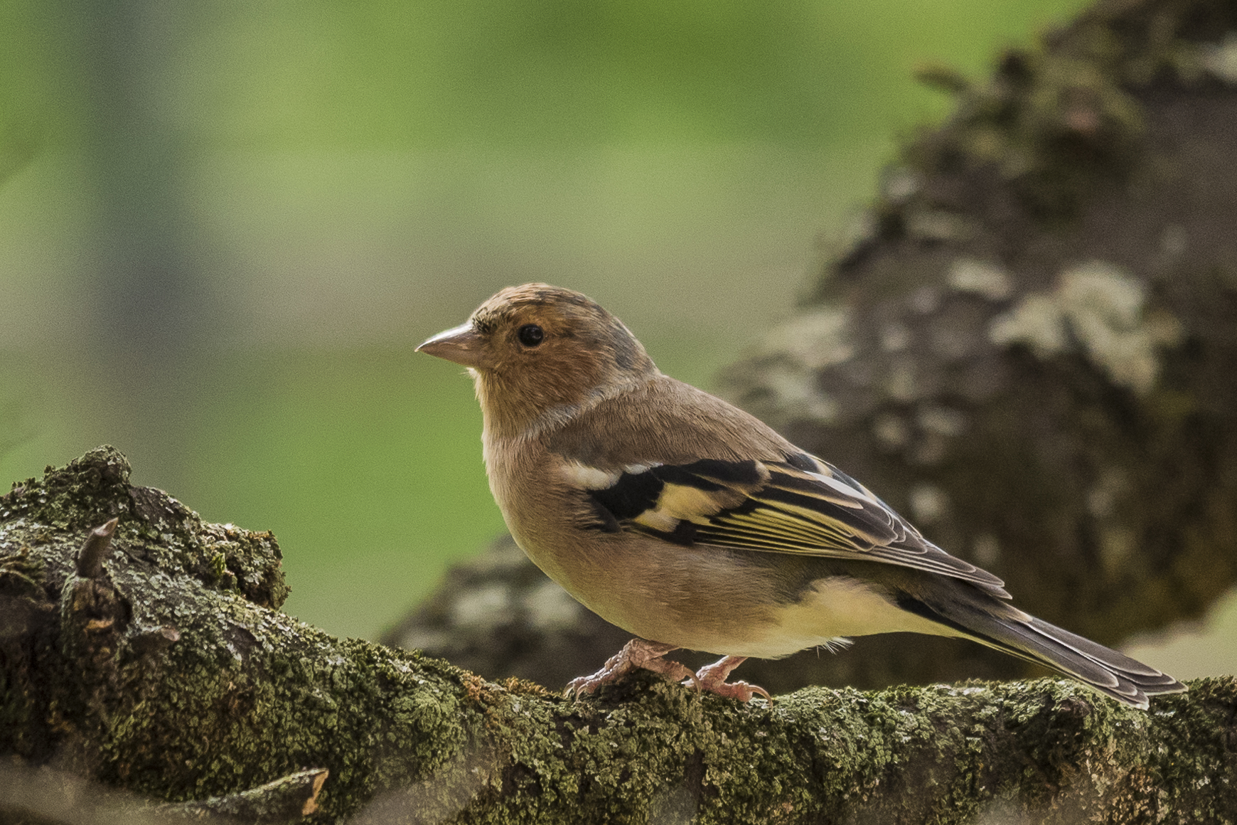 Chaffinch (female)
