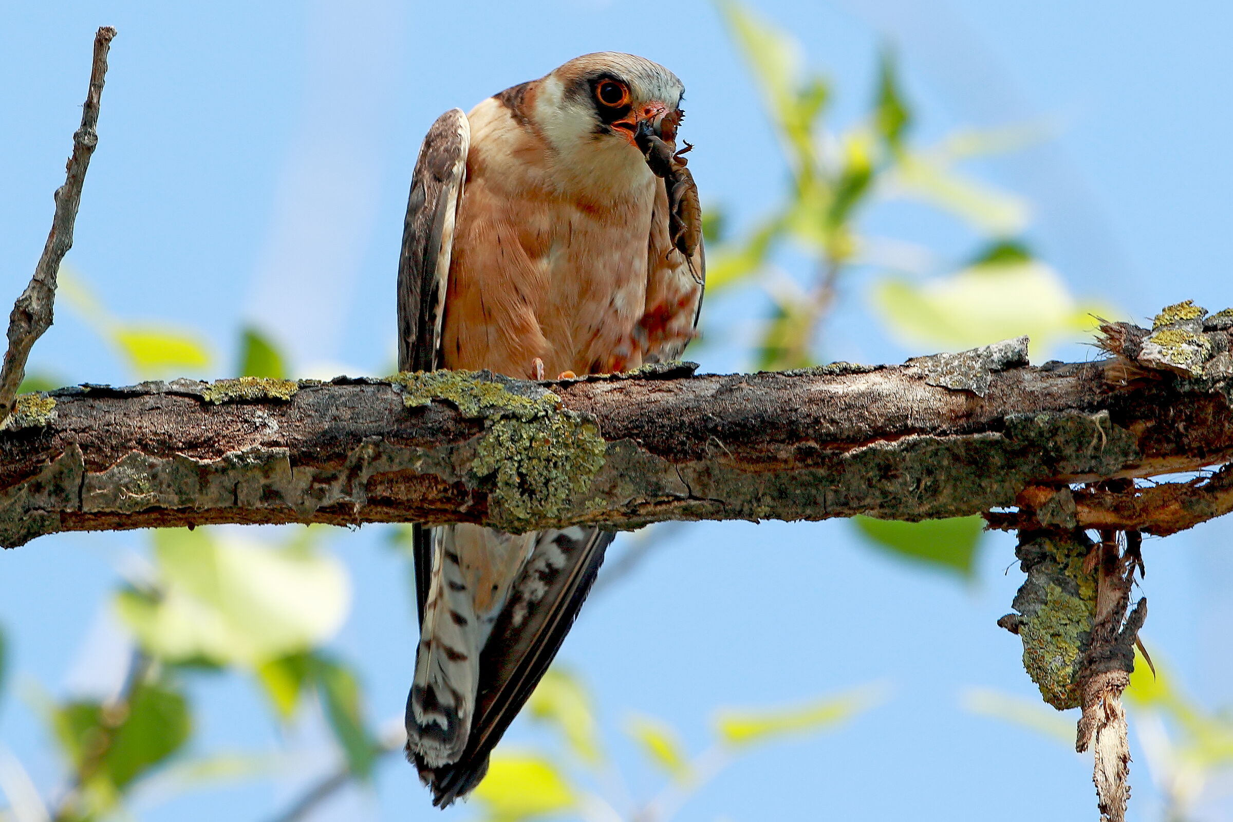 Cuckoo hawk with prey (adult female)