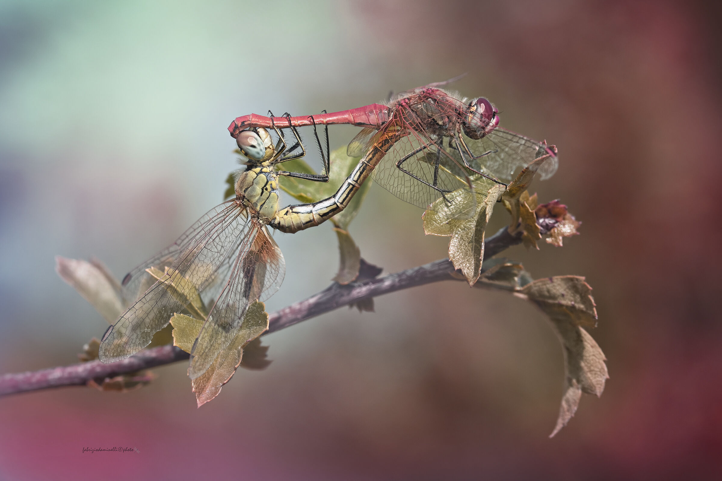 Sympetrum fonscolombii  - mating