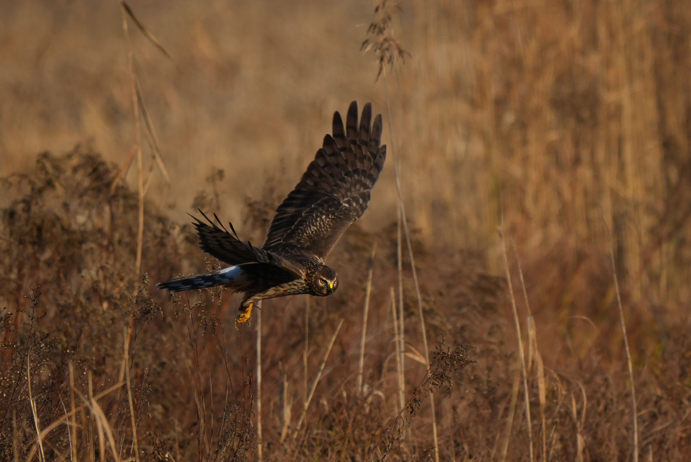 Albanella reale al tramonto