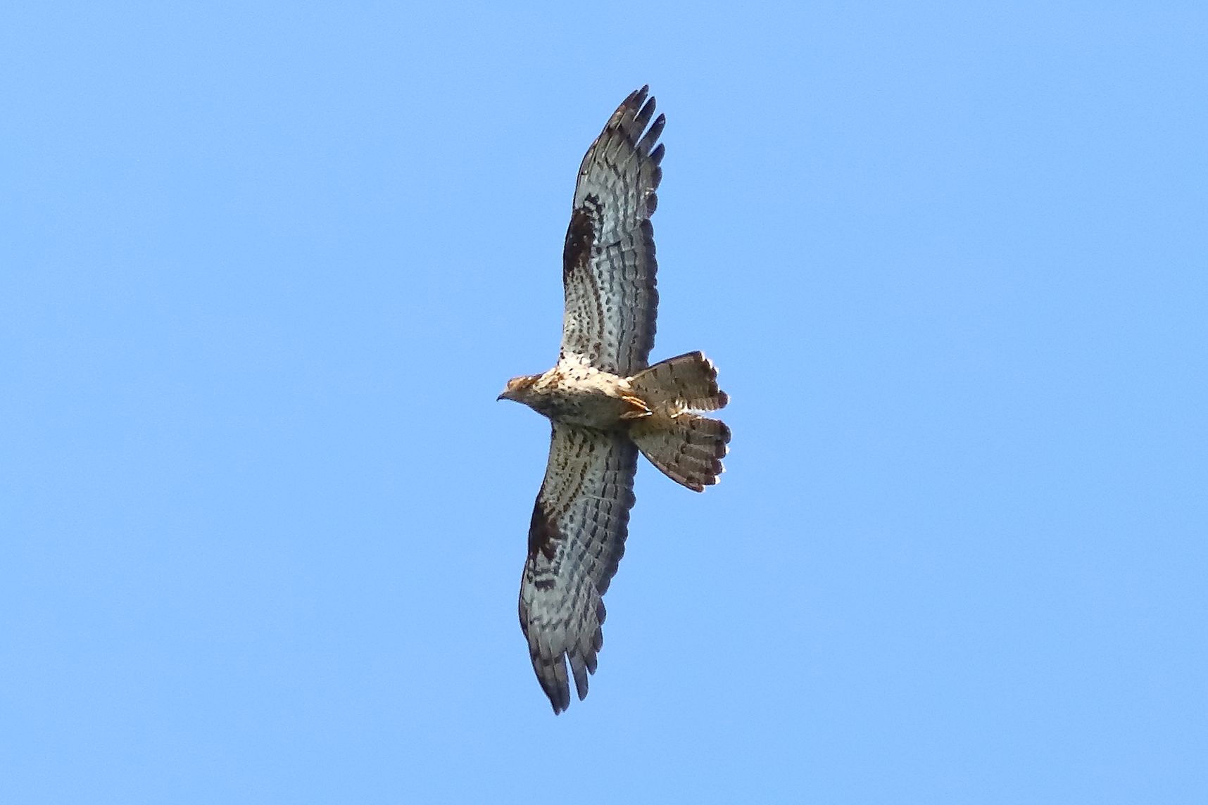 Honey buzzard 21-07-2023