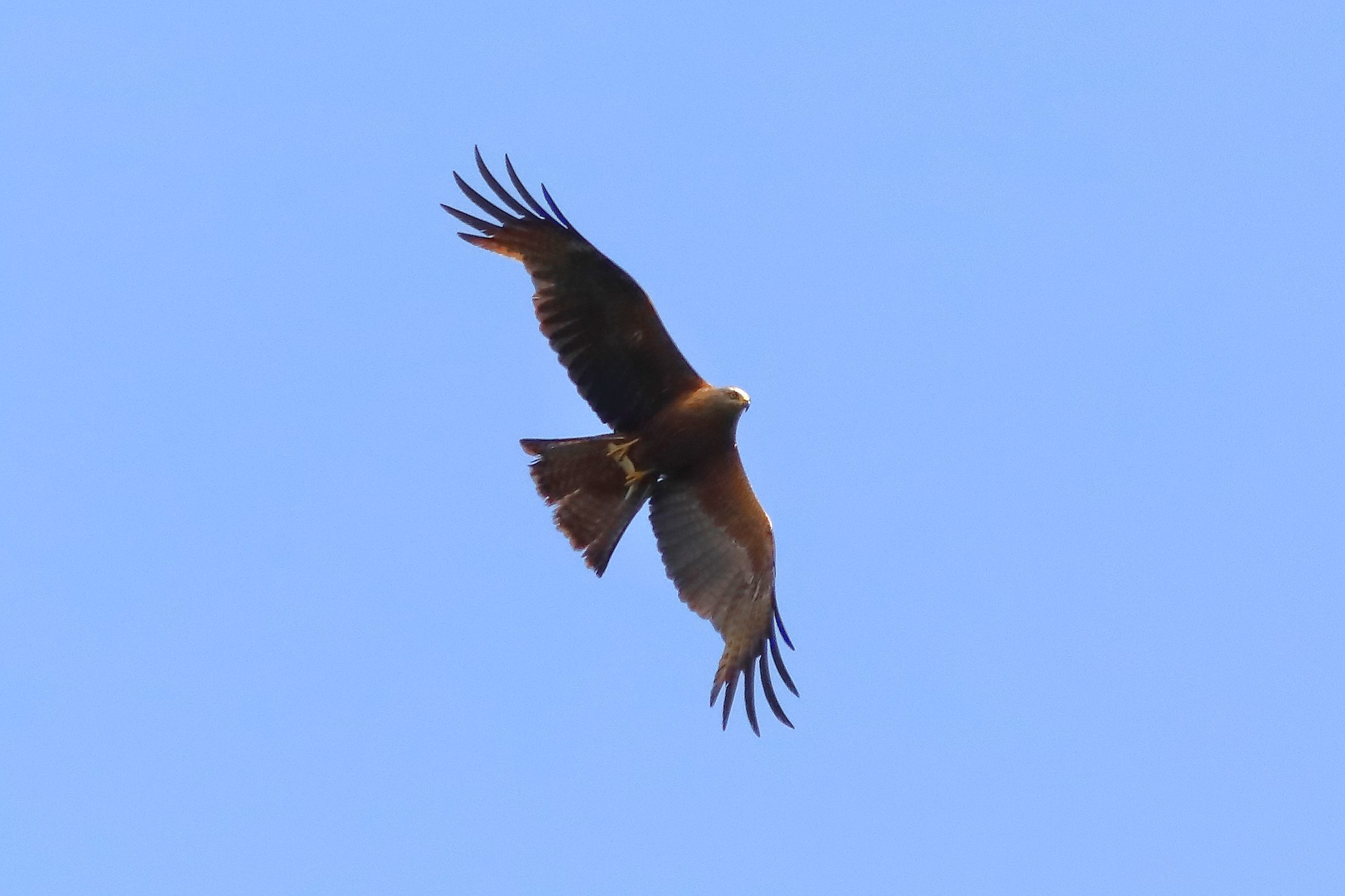 Black Kite 22-07-2023