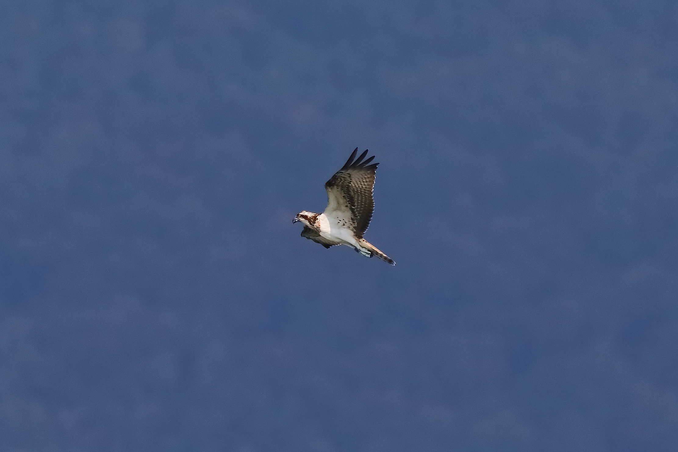 Osprey 04-09-2023
