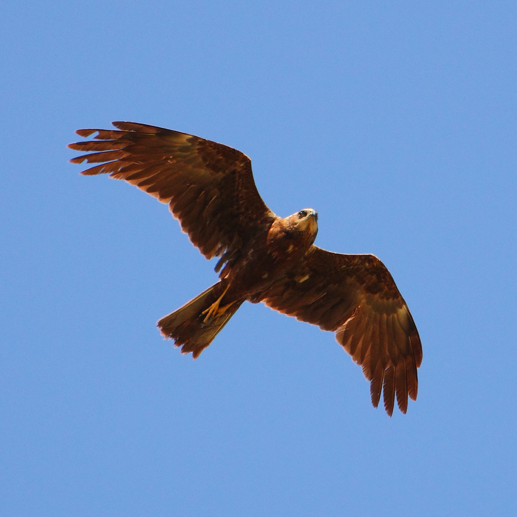 Falco di palude( Circus aeruginosus)