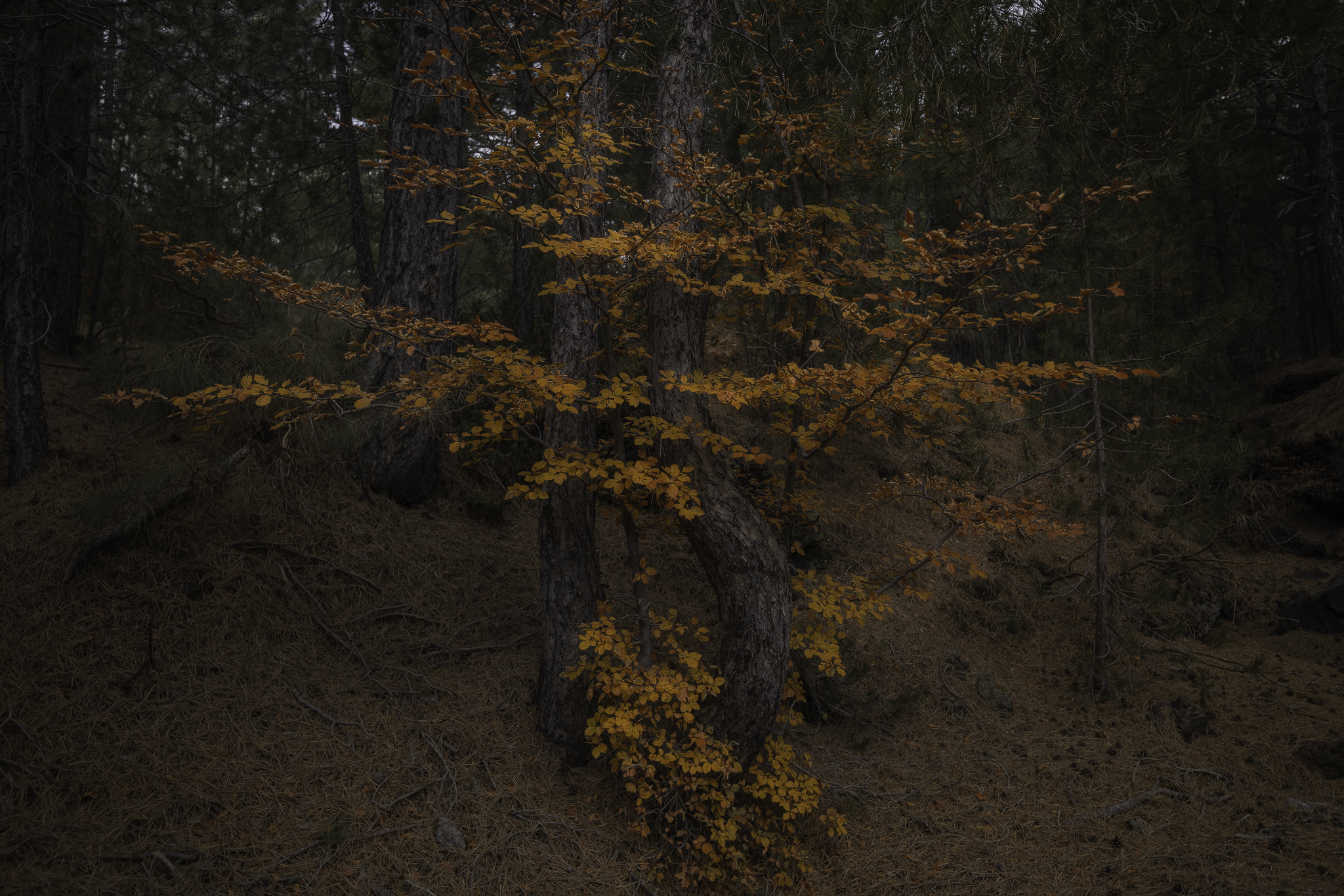 Memories of Autumn