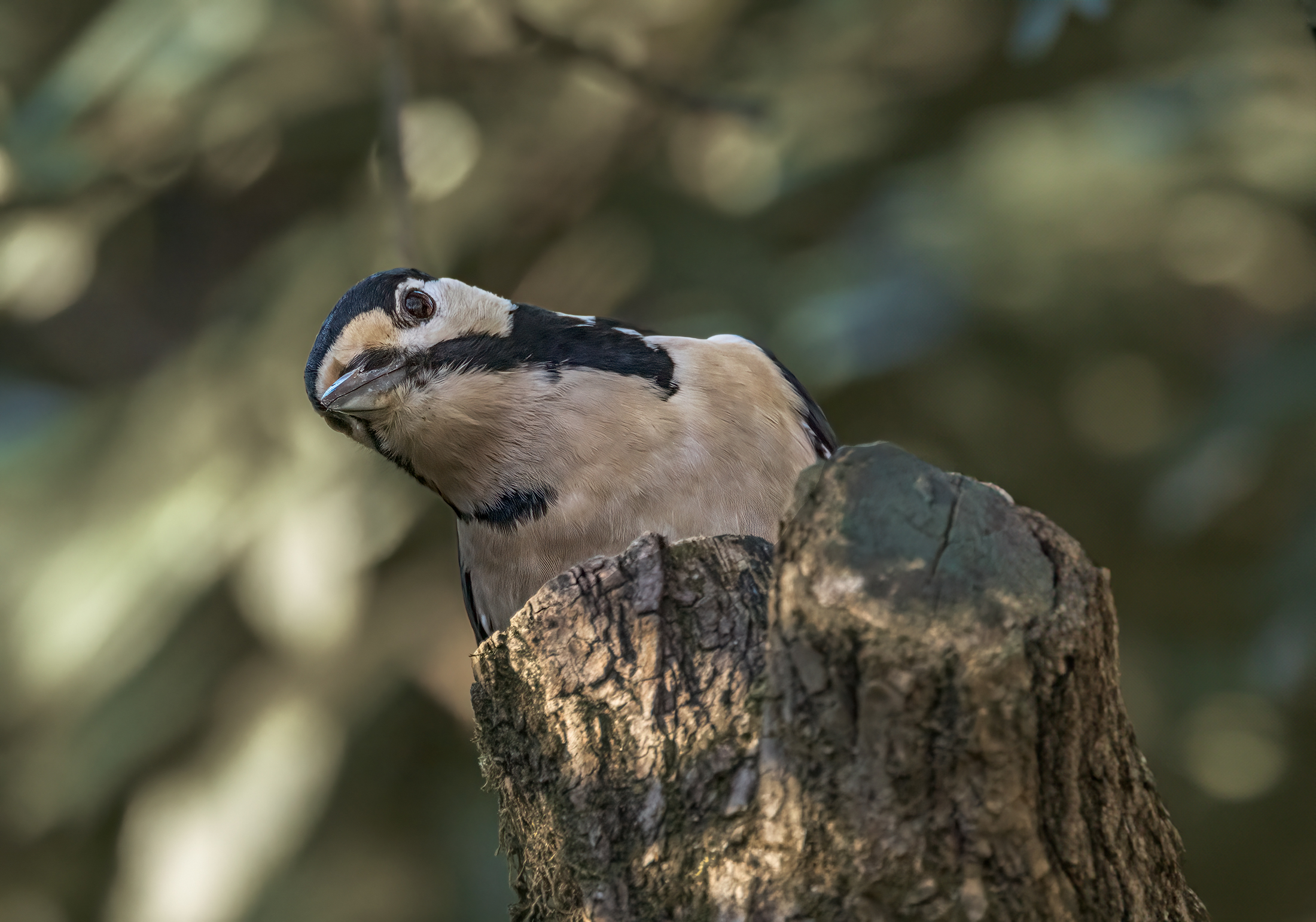 Picchio rosso maggiore
