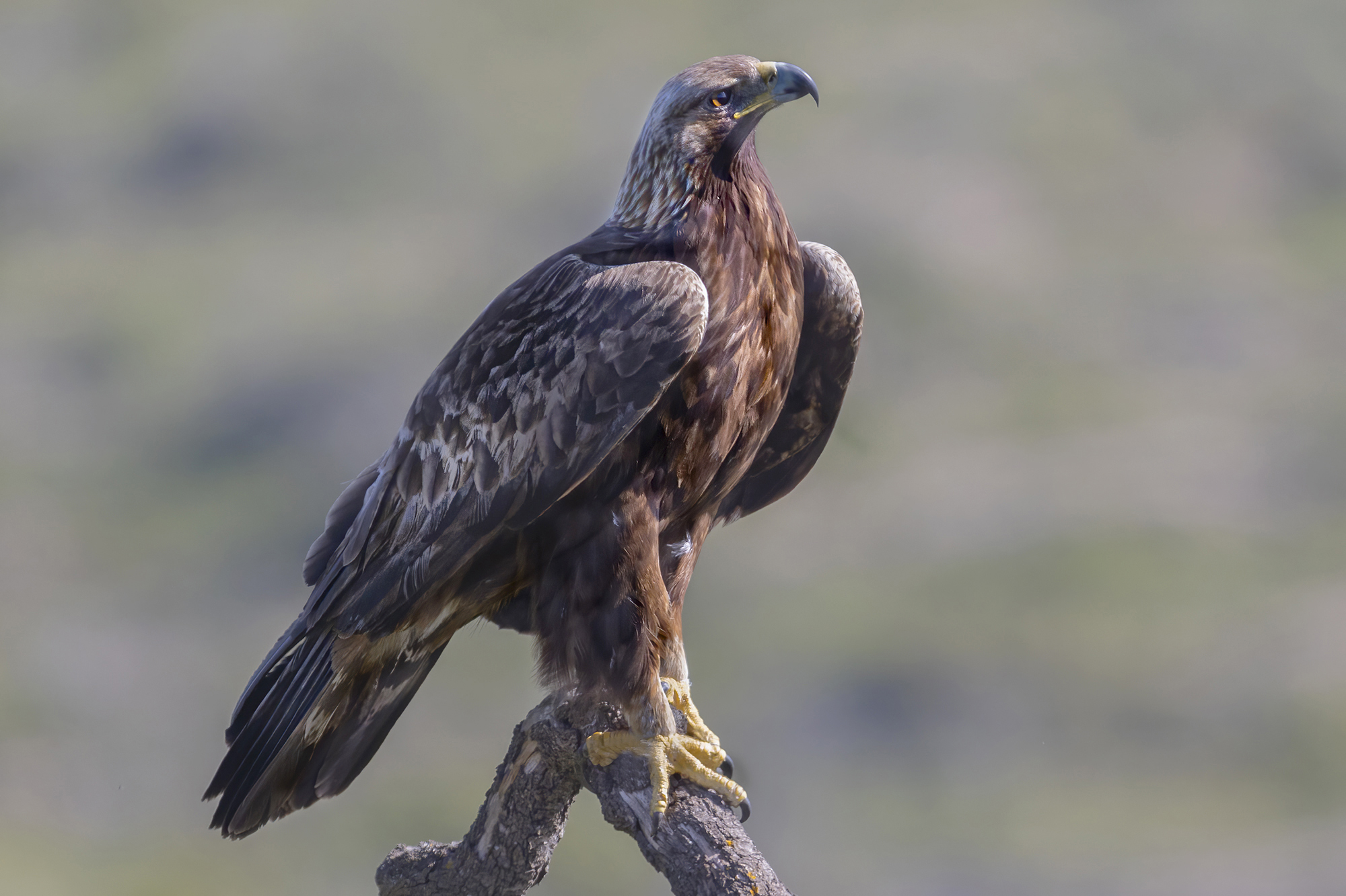 aquila reale