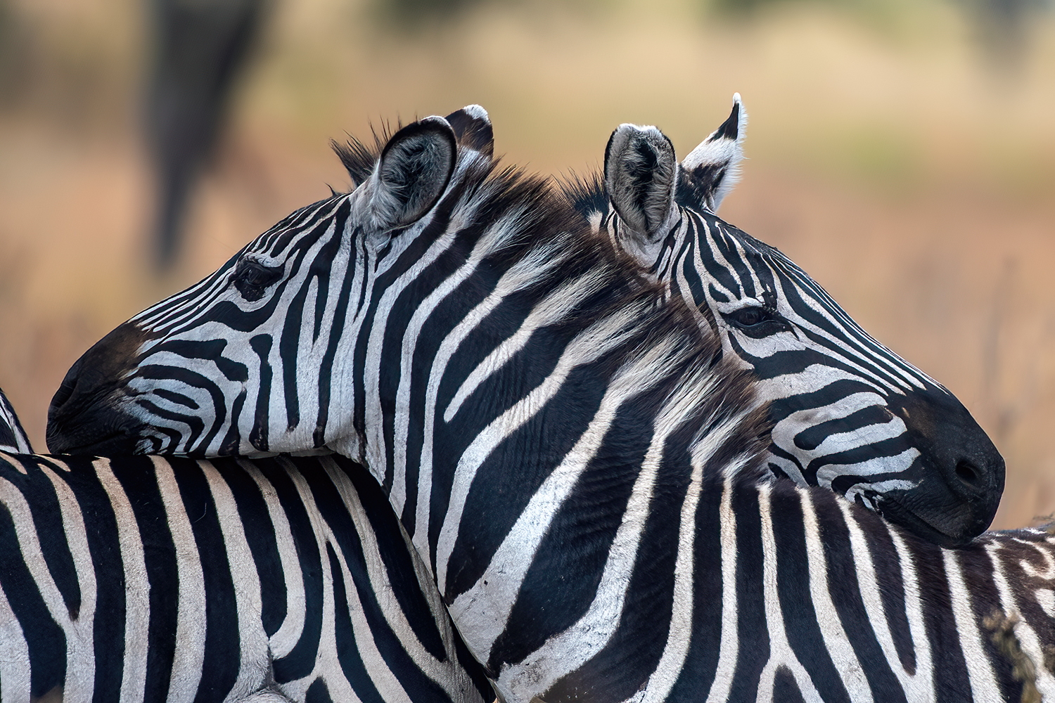 Zebras at the Masai Mara