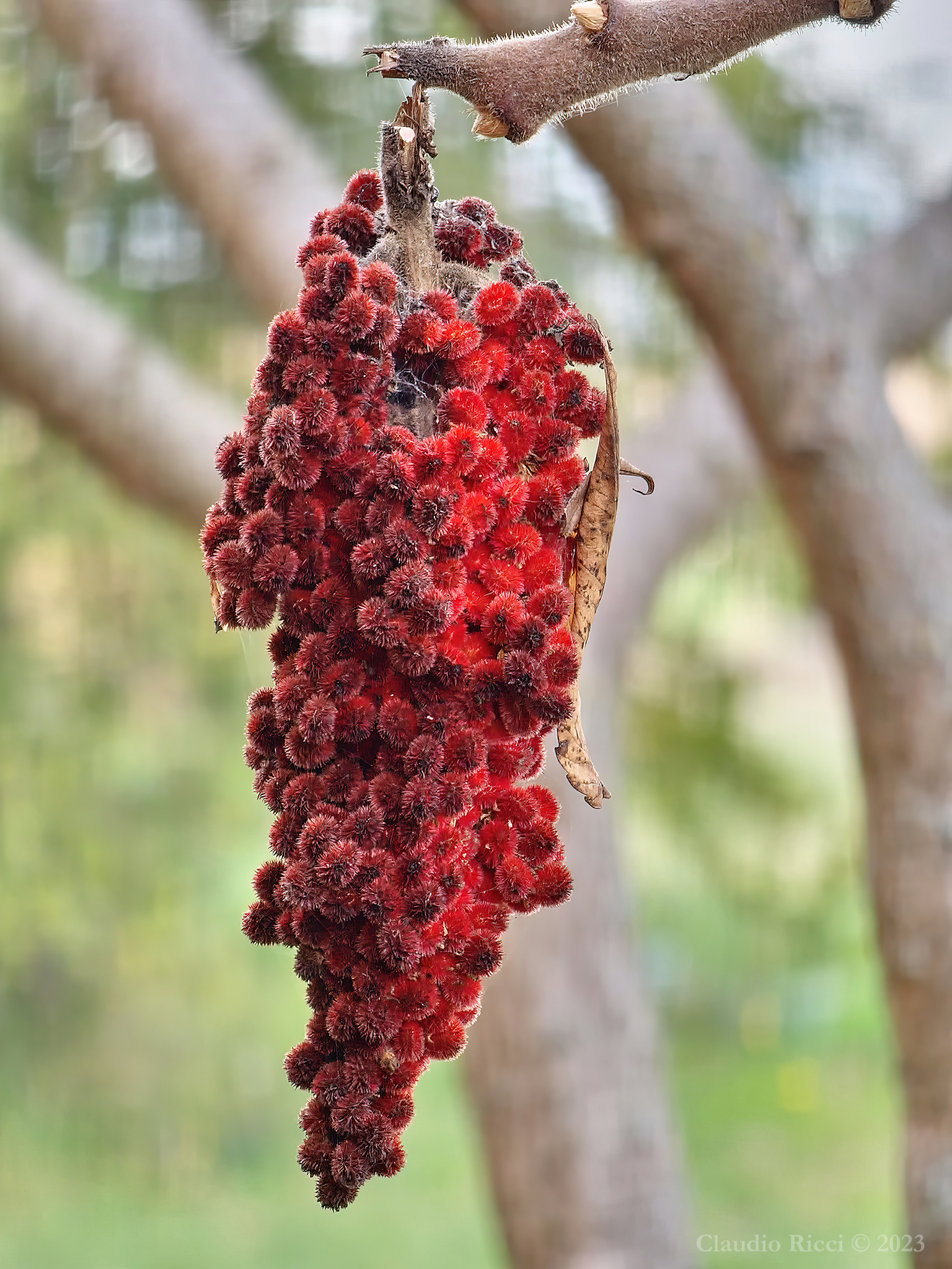 Sommacco Maggiore - Campagna Romana inverno 2023