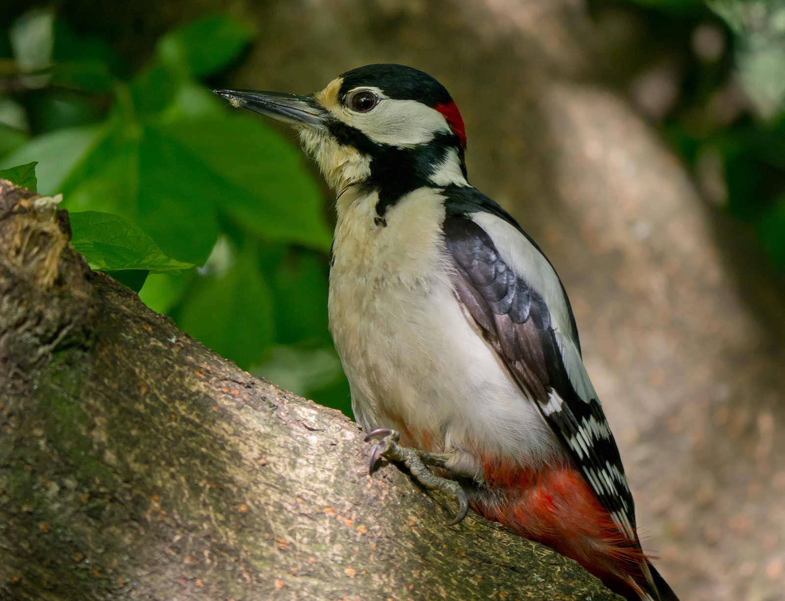 Picchio Rosso Maggiore (maschio).
