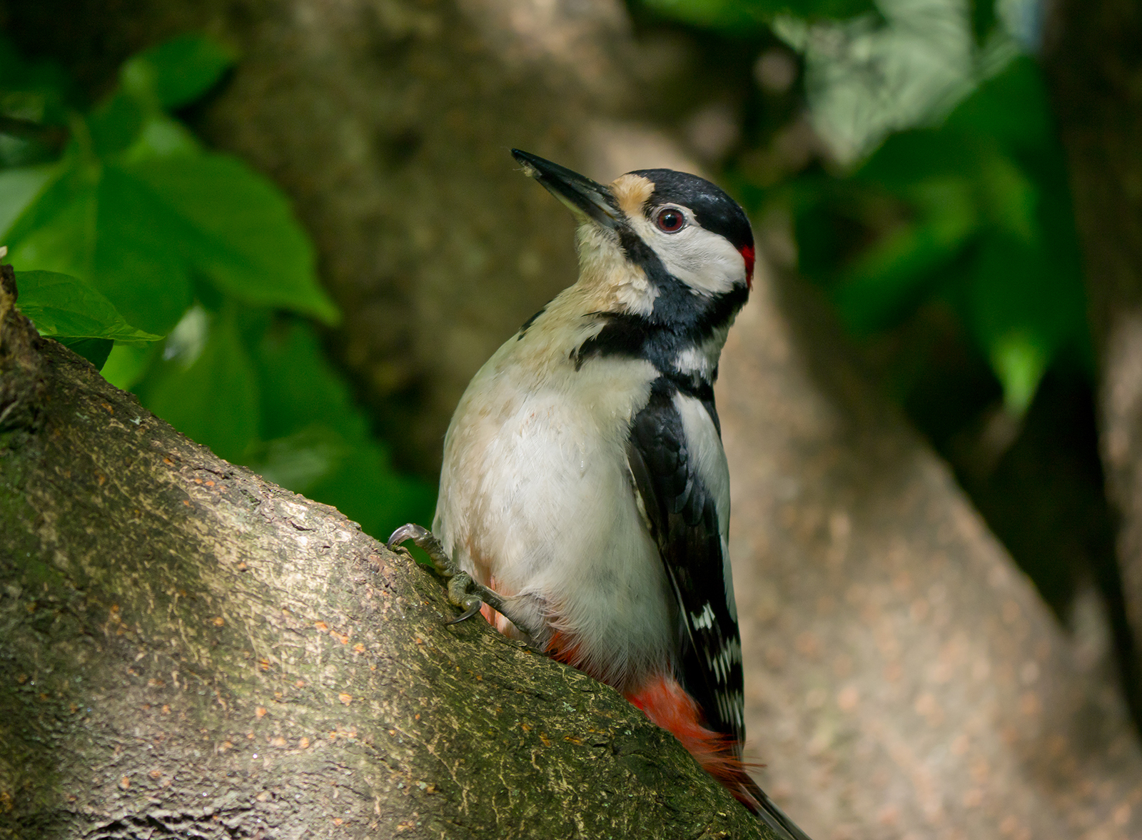 Picchio Rosso Maggiore (maschio)