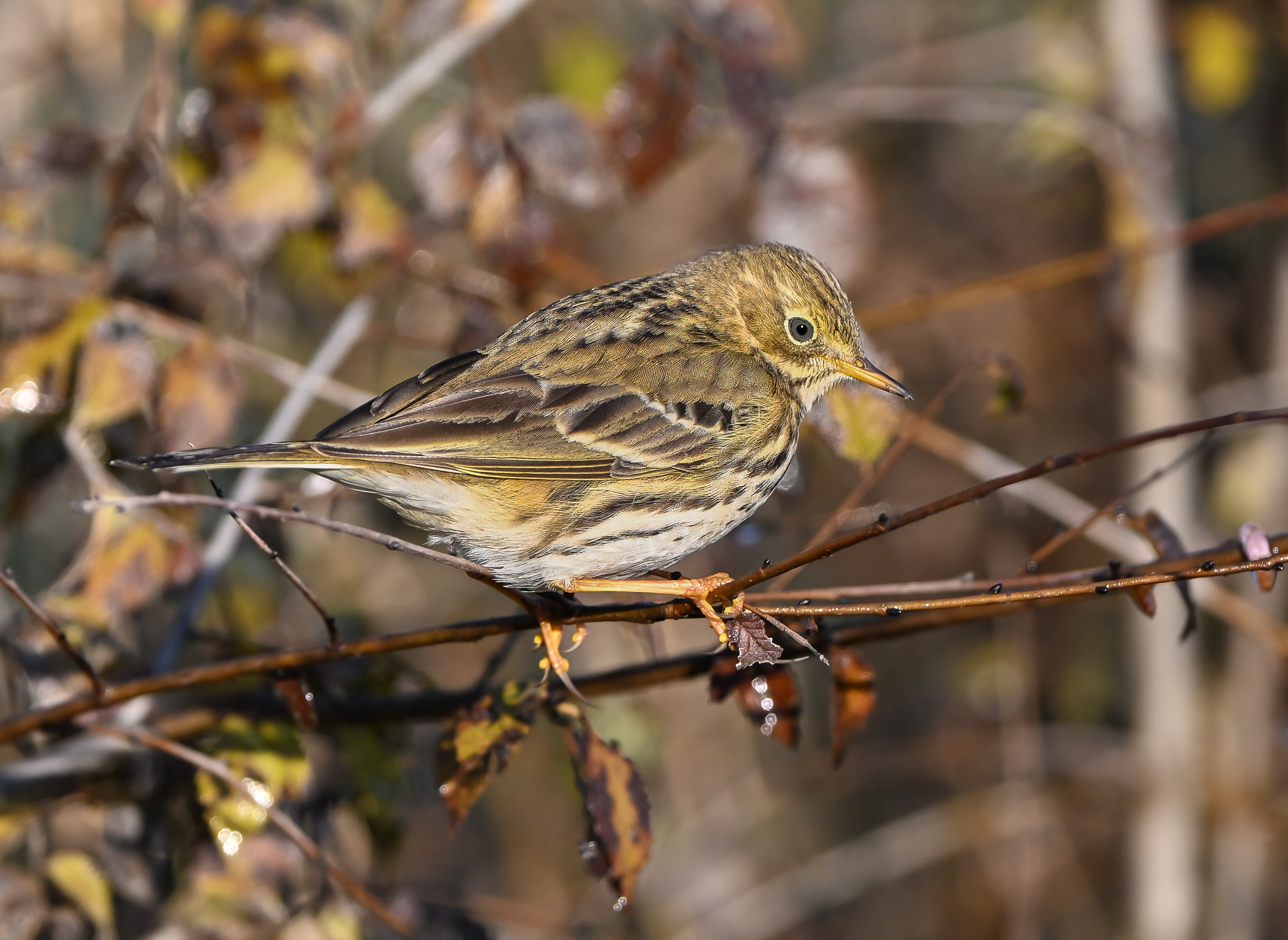 Pipola, possesses an undulating and irregular flight.