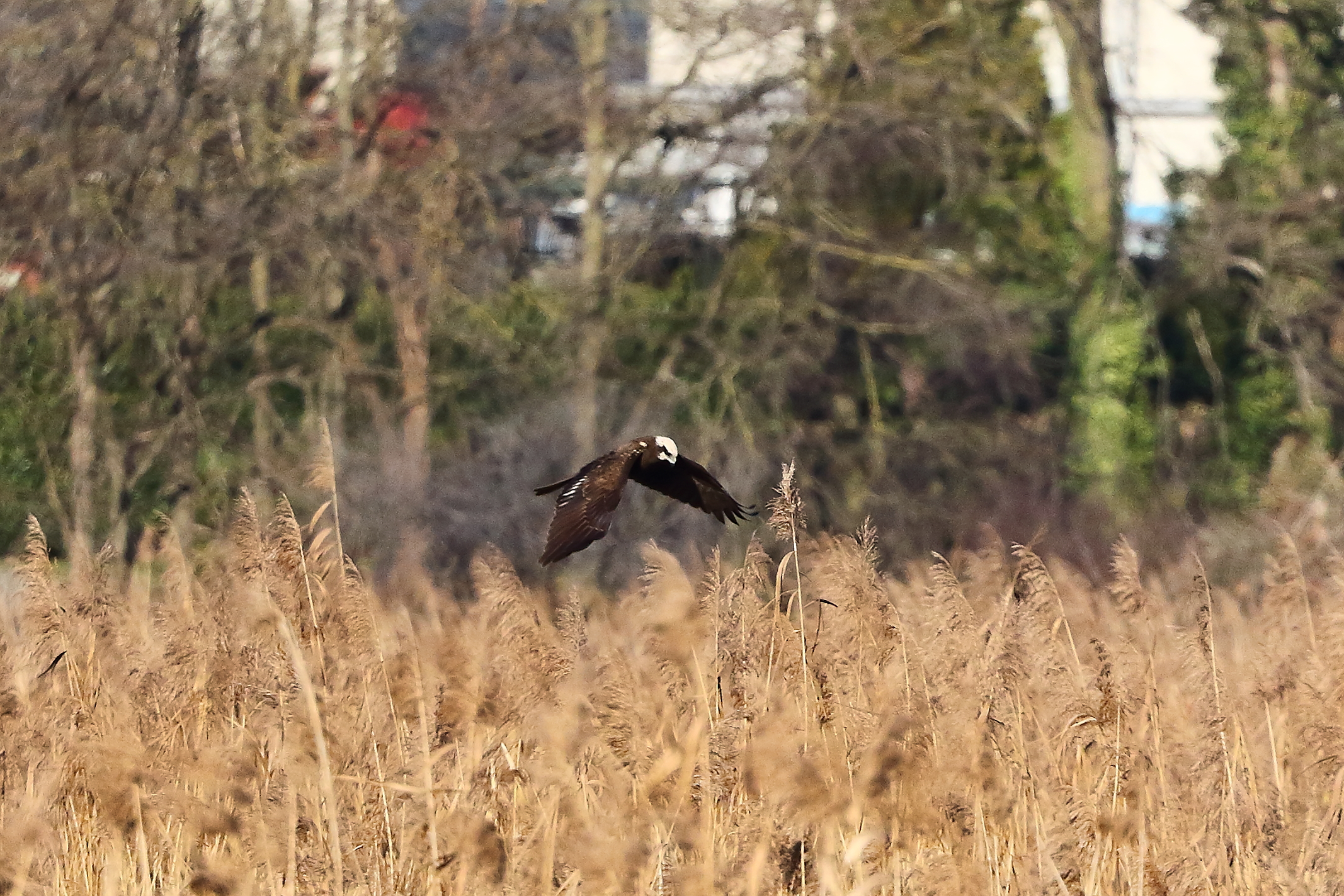 Falco di palude dicembre 2023