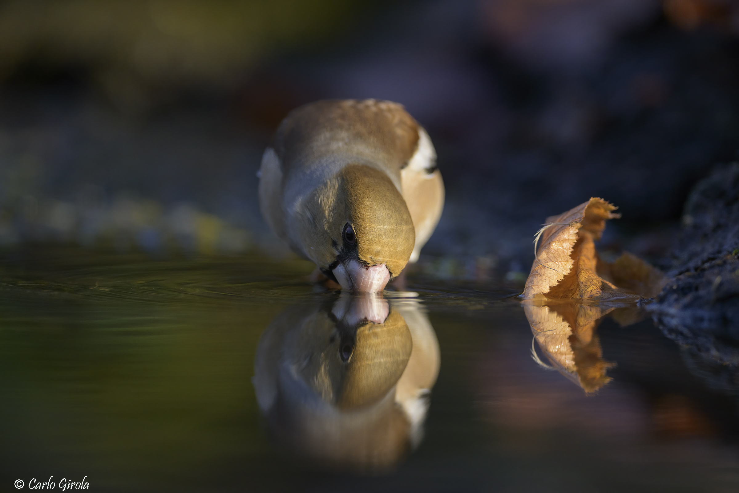 Frosone (Coccothraustes coccothraustes)
