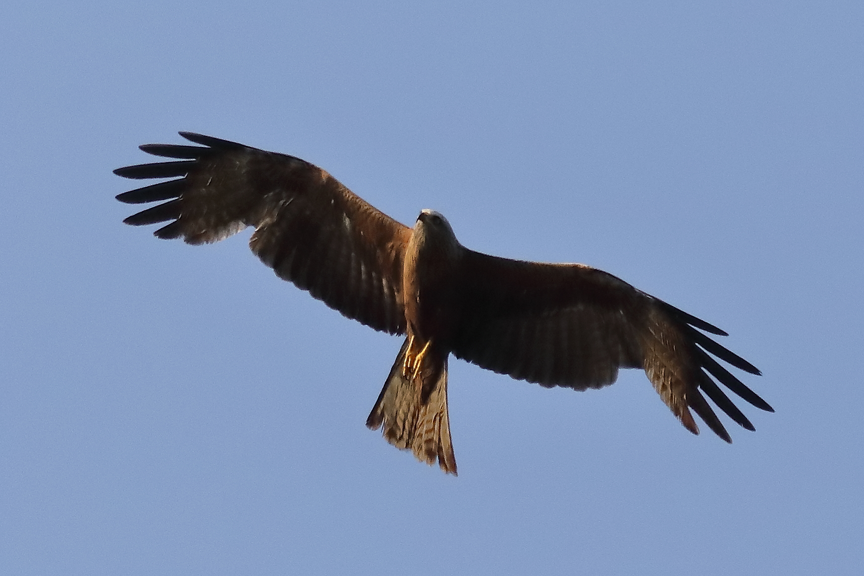 Black Kite 15-07-2023