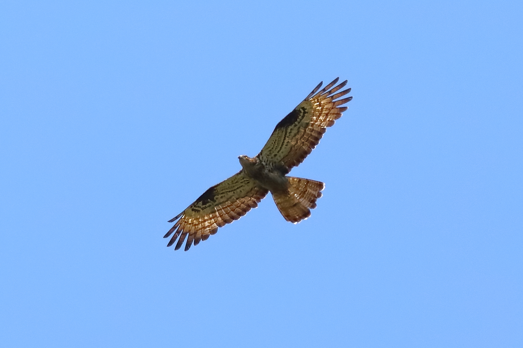 Honey buzzard 21-07-2023