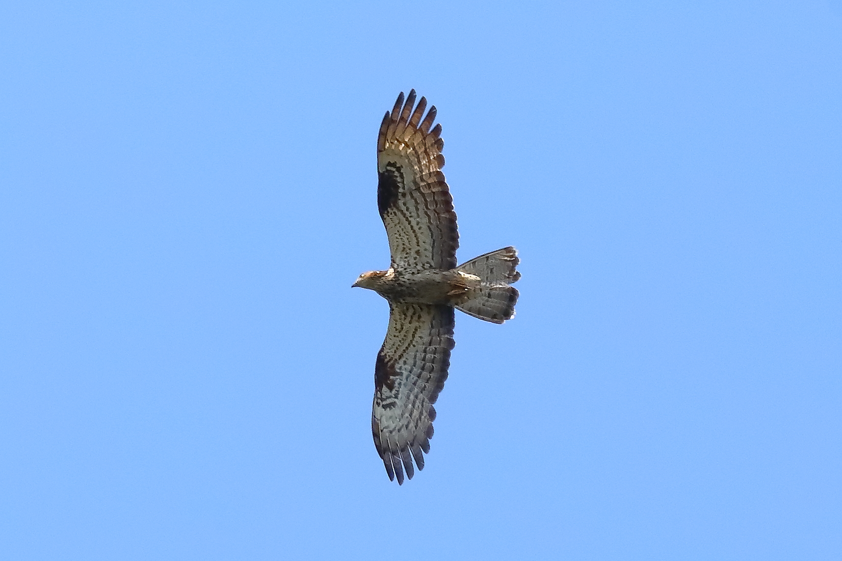 Honey buzzard 21-07-2023