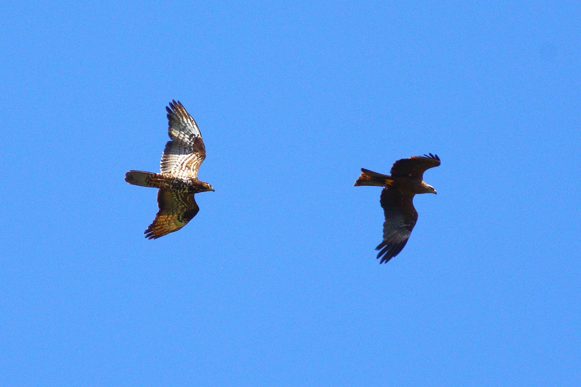 Pec vs Kite 27-07-2023