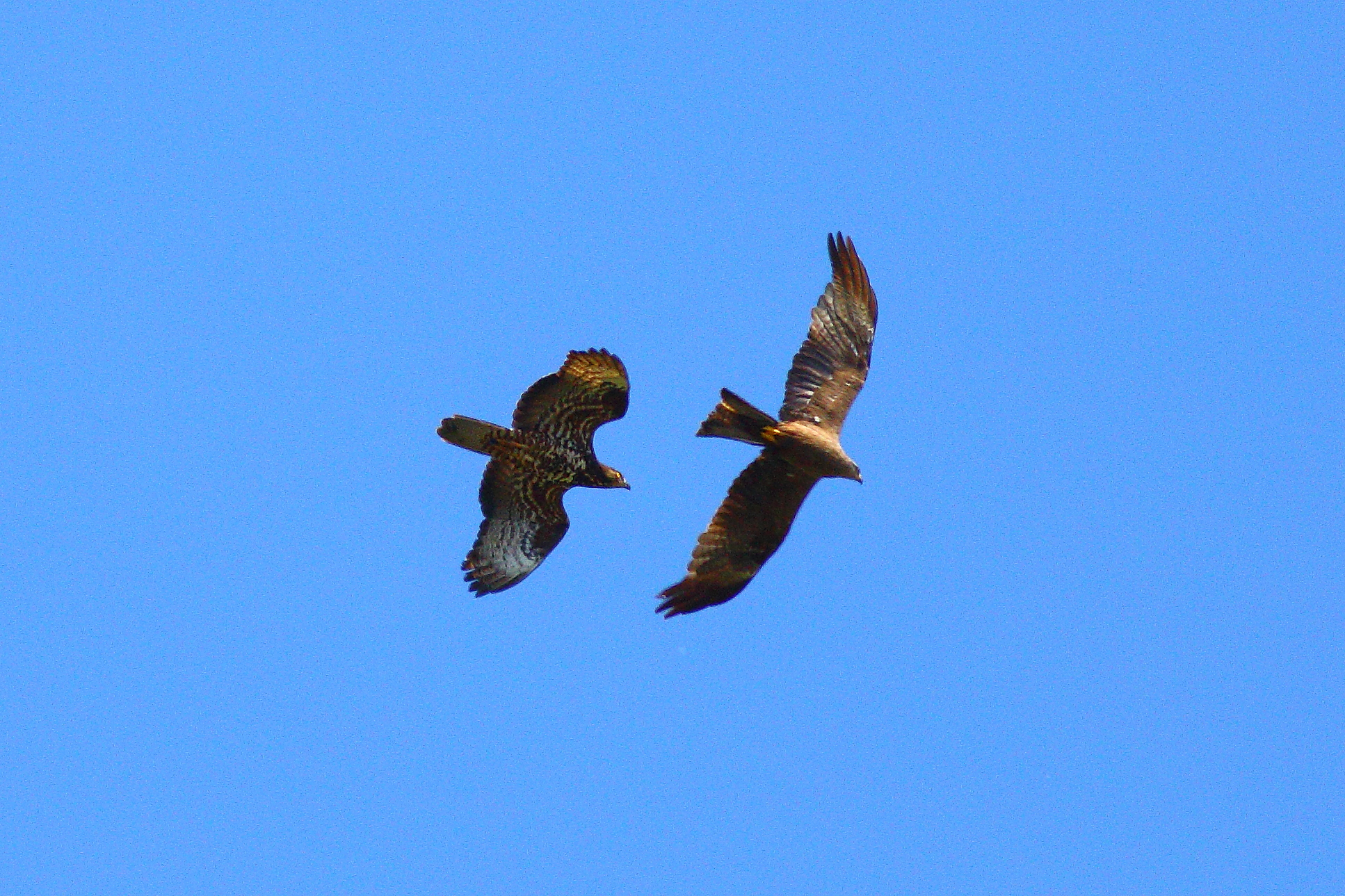 Pec vs Kite 27-07-2023