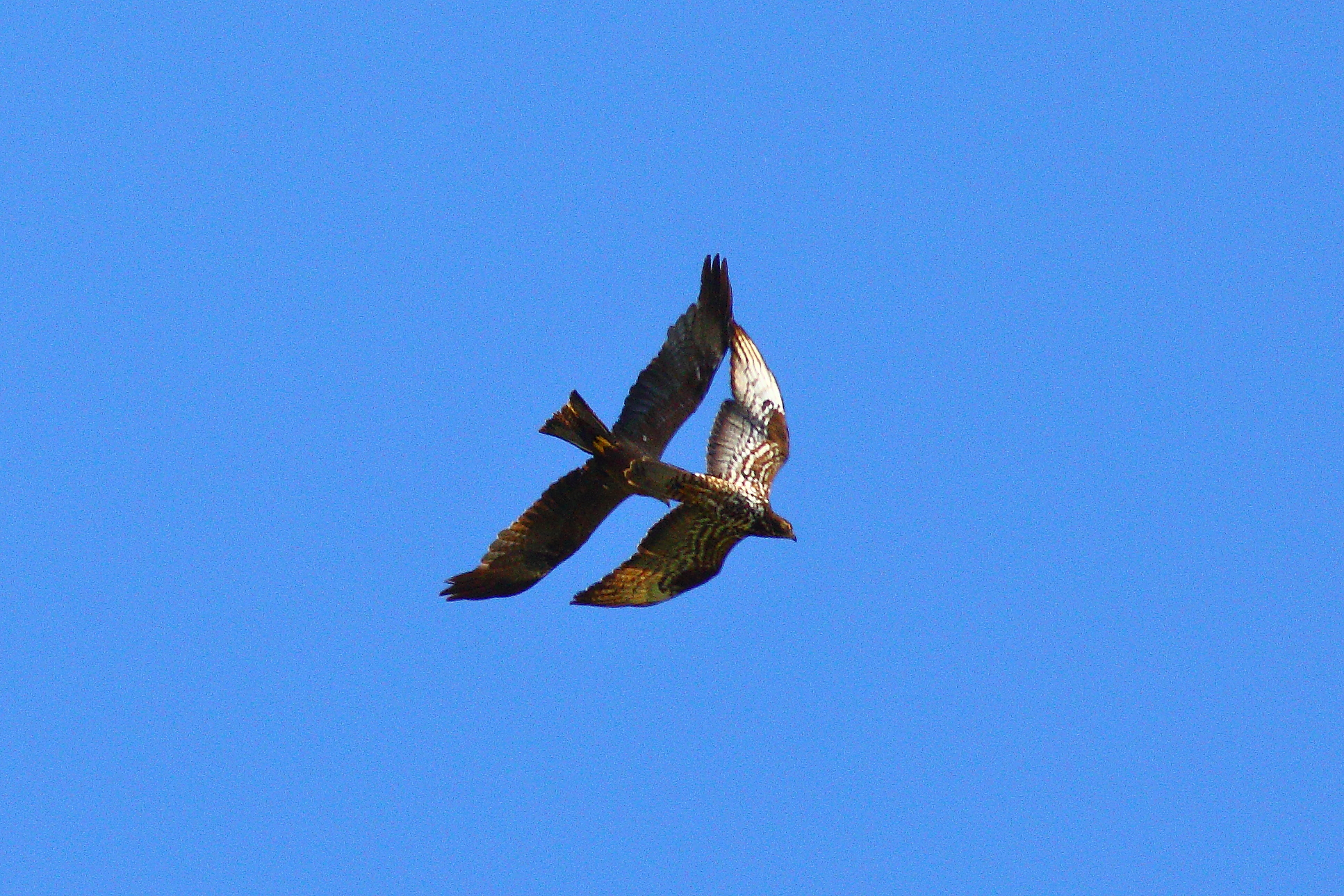 Pec vs Kite 27-07-2023