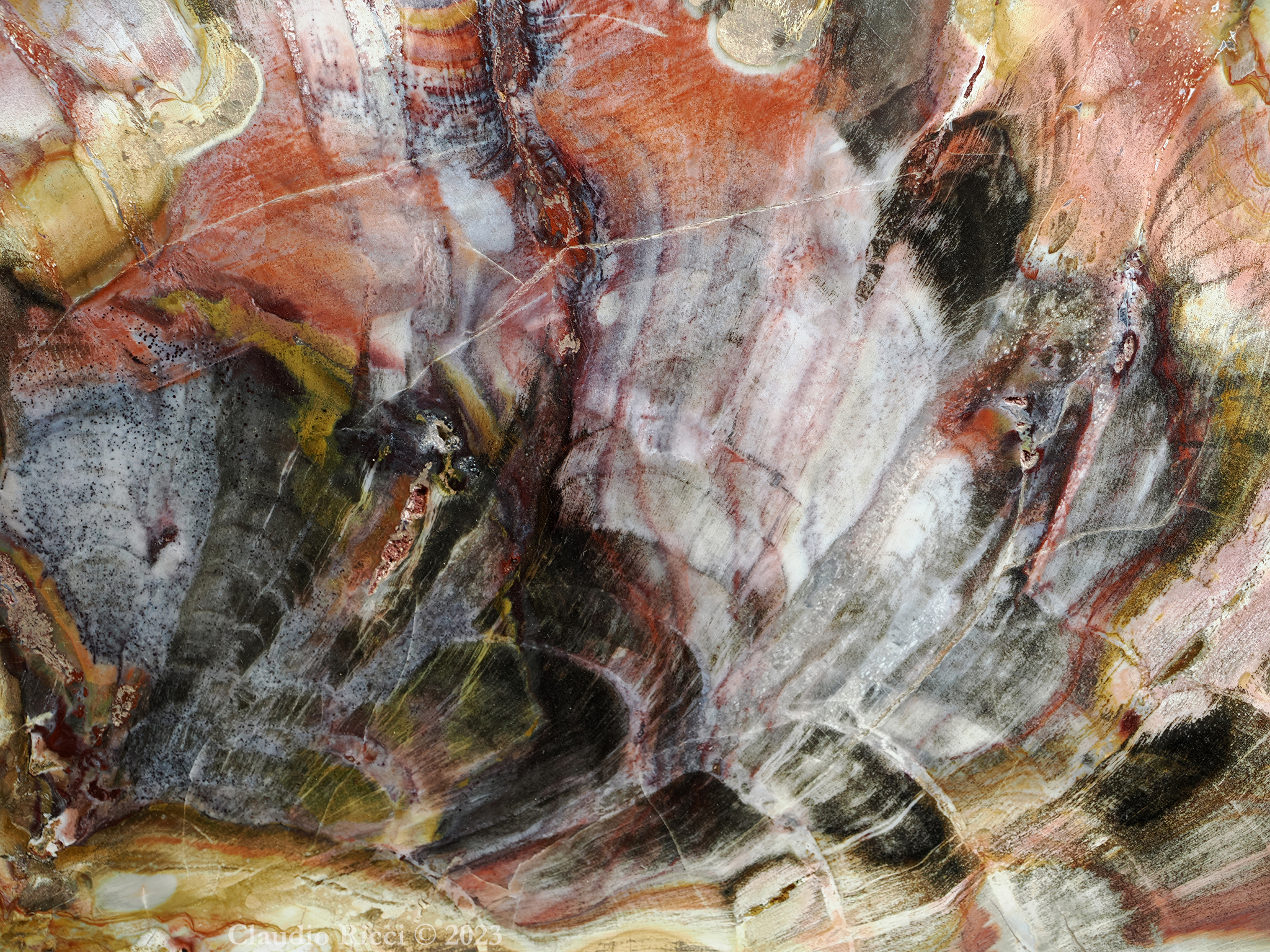 Superficie di Legno Fossile Pietrificato