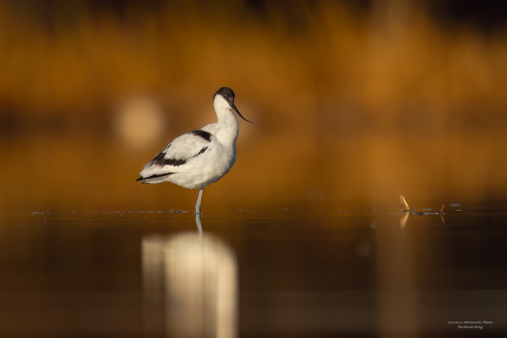Avocetta