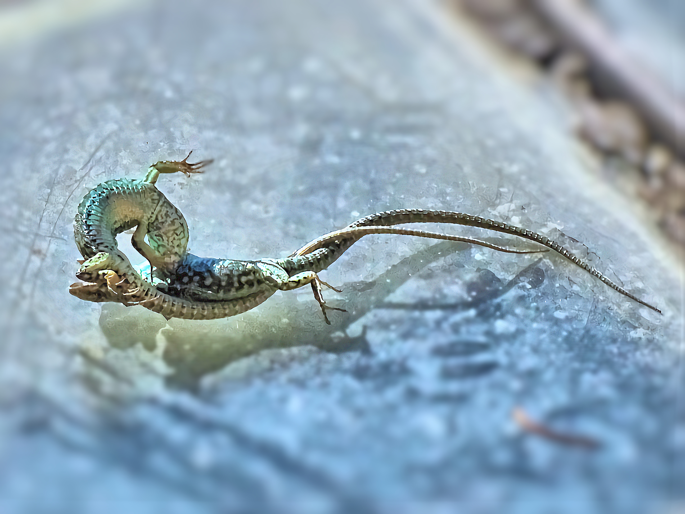 Lucertole - 50X crop.2,34