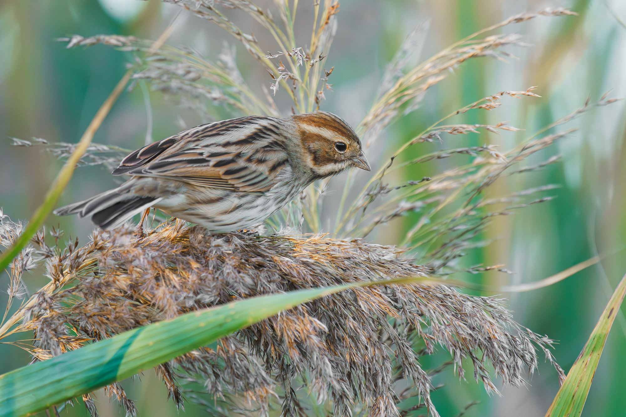 Migliarino di Palude