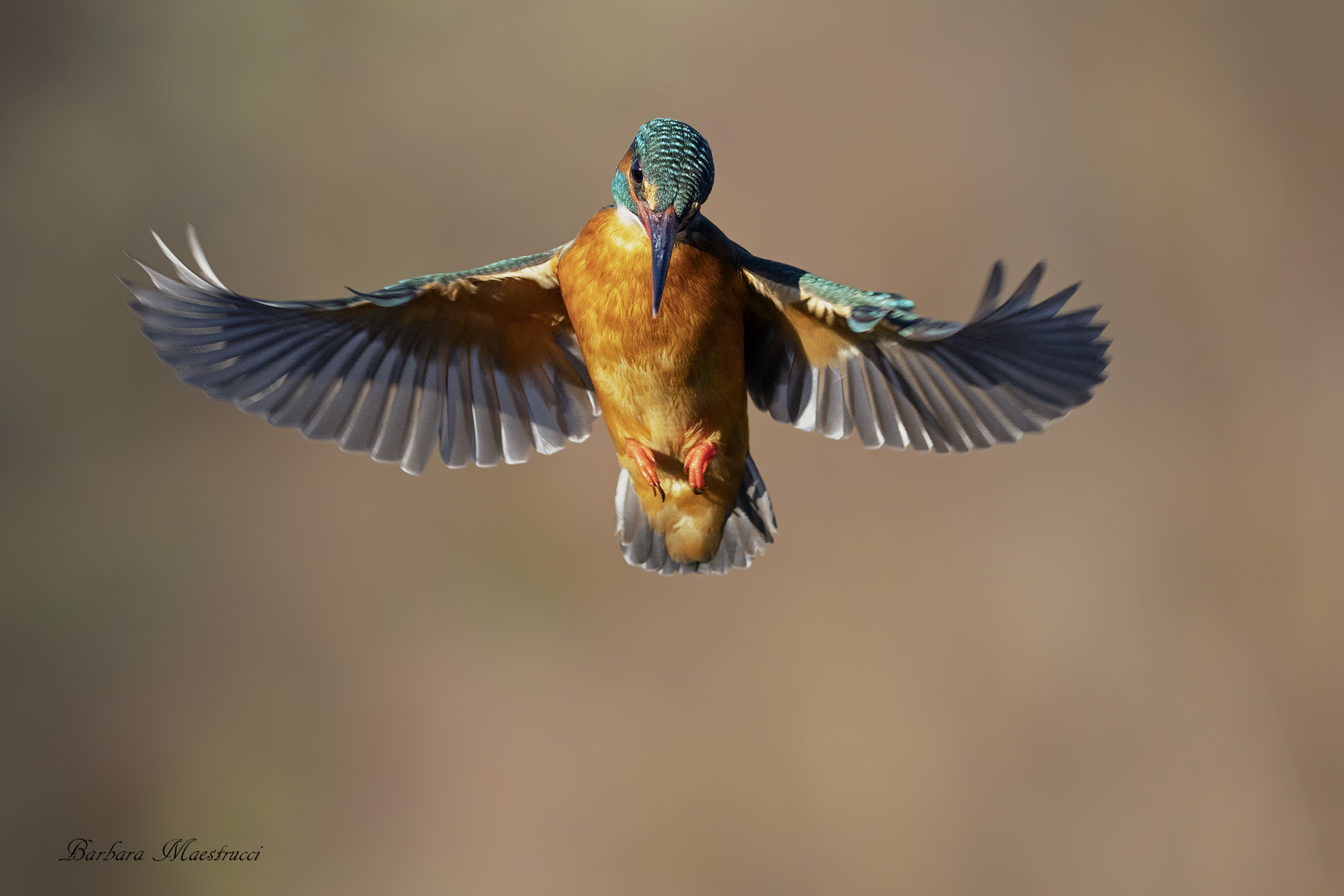 Martin Pescatore Spirito Santo