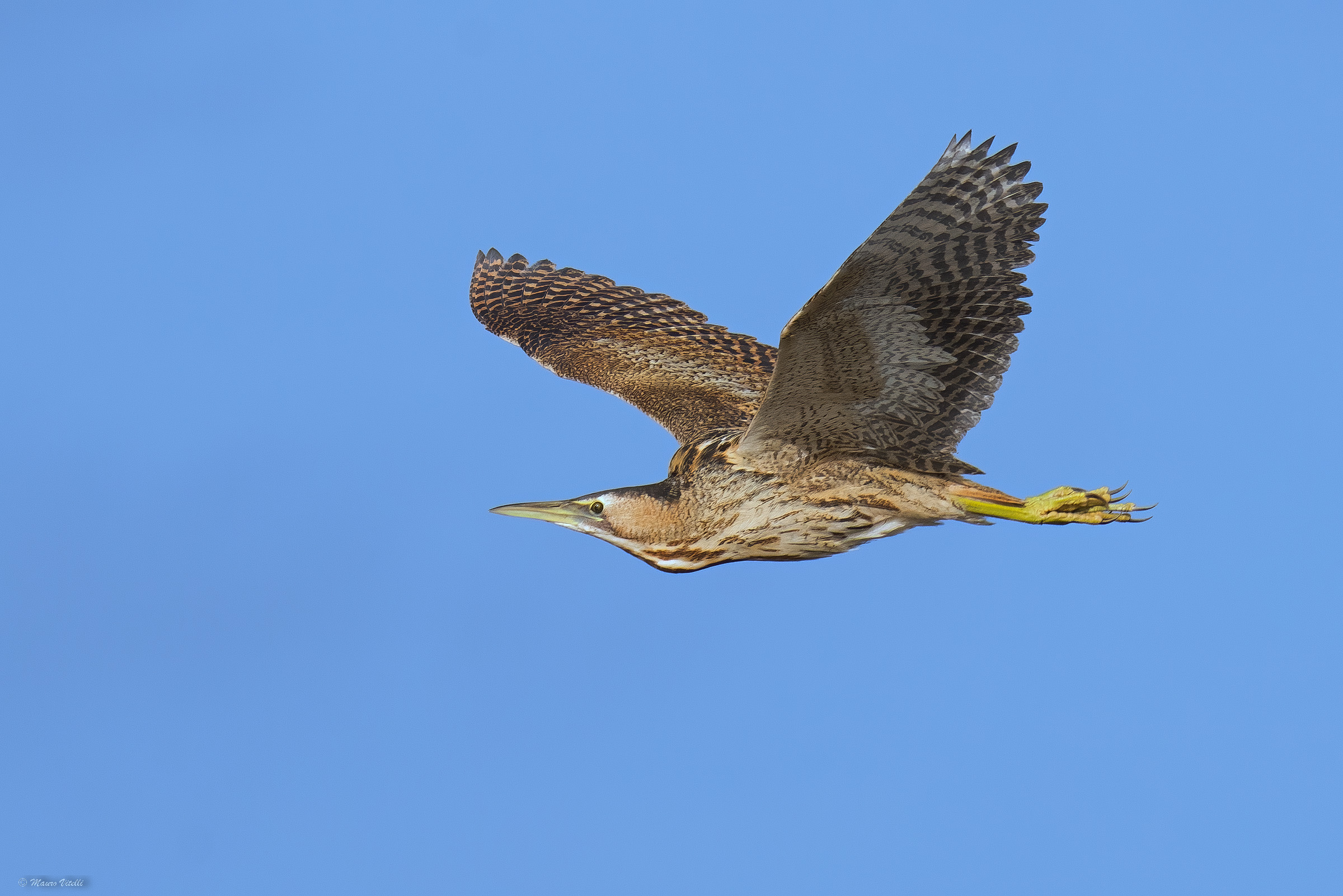 Bittern (Botaurus stellaris)