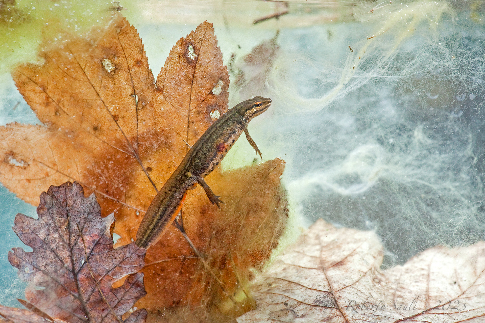 Tritone punteggiato  (Lissotriton vulgaris)