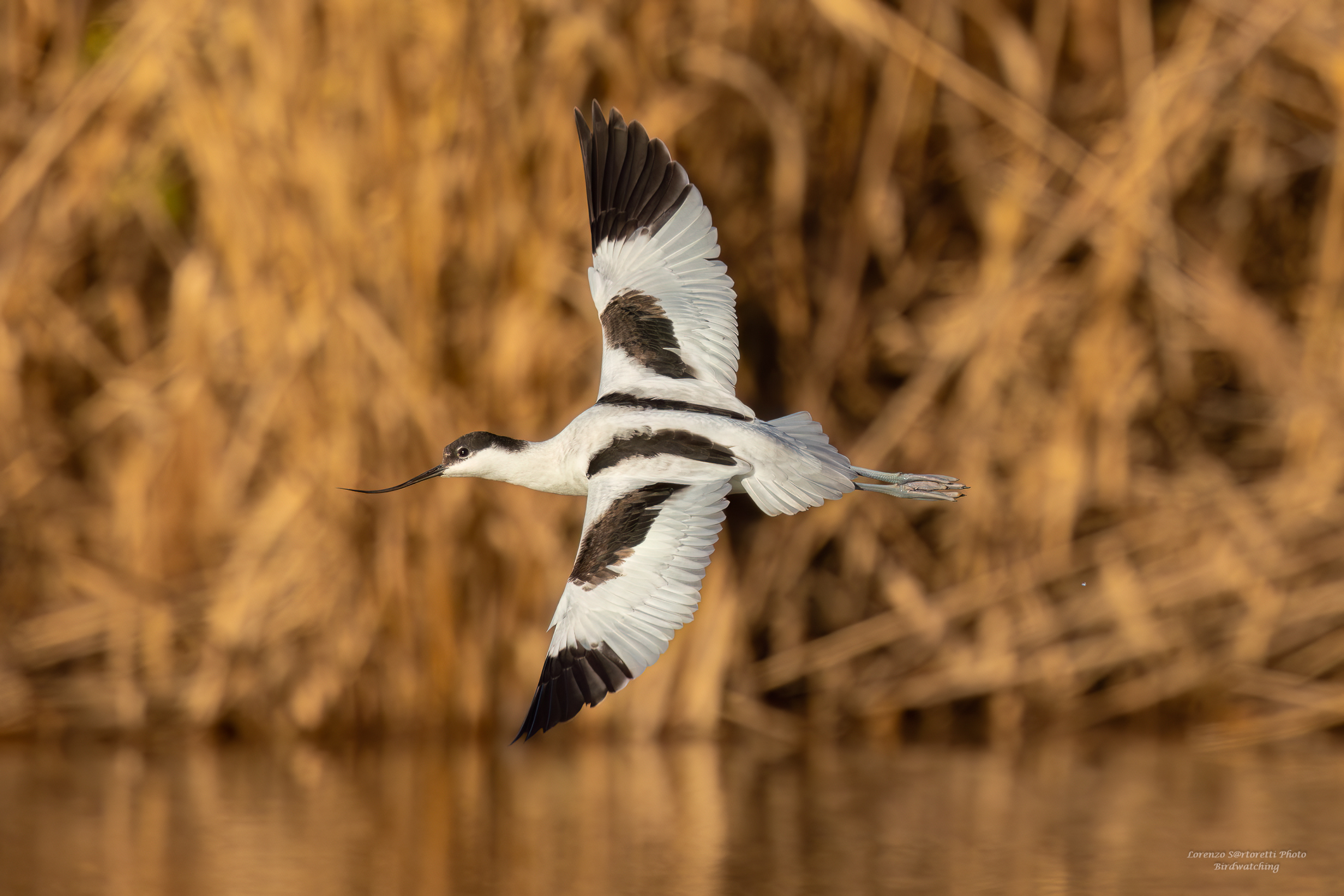 Avocetta