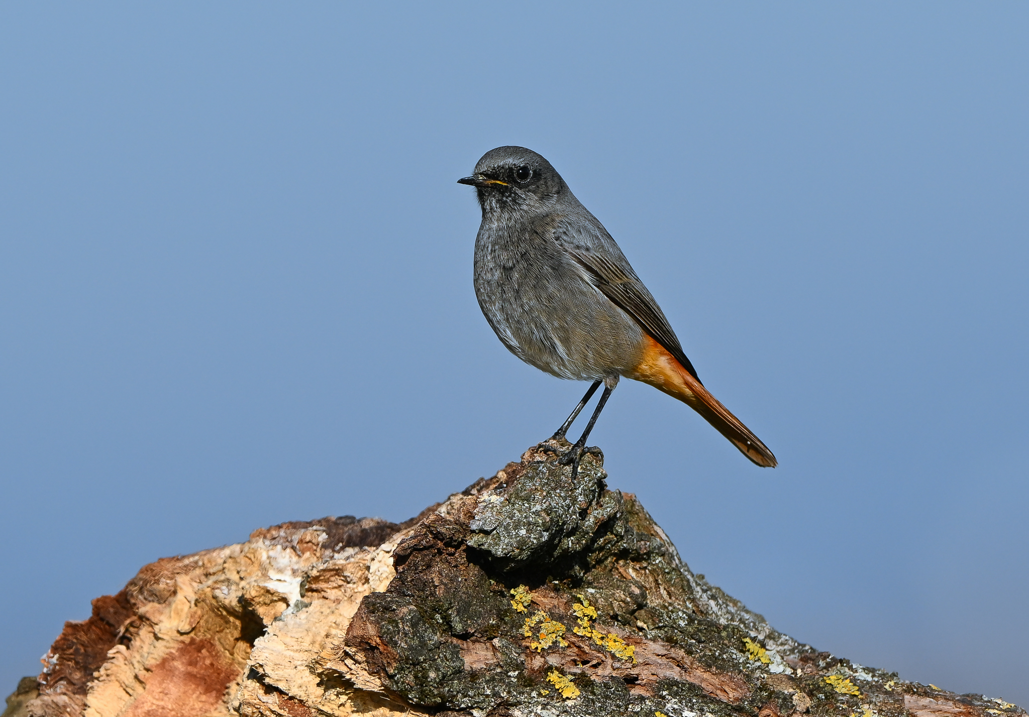 Redstart, chimney sweep, solitary and territorial.