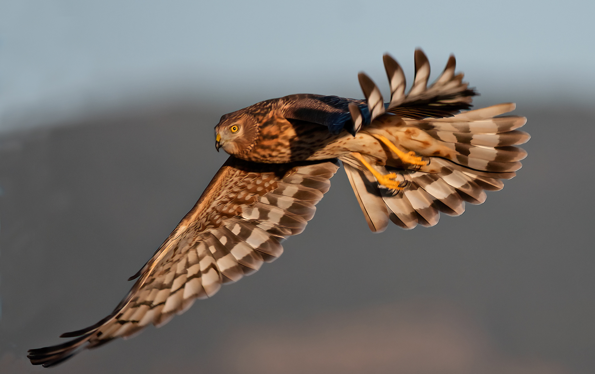Female hen harrier